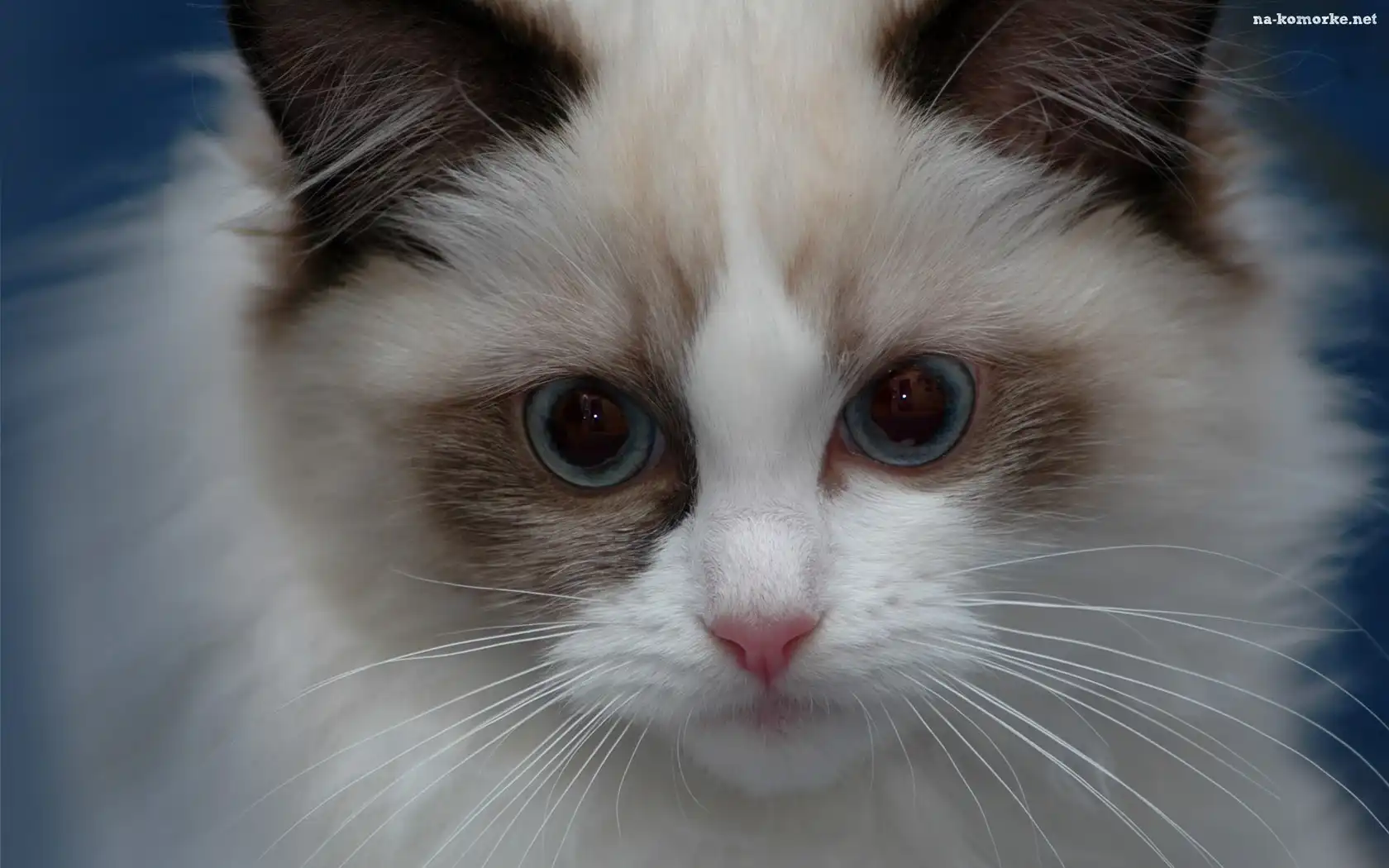 Ragdoll, Pyszczek