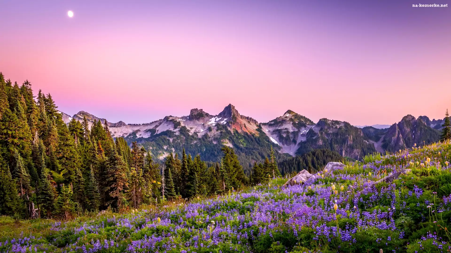 Księżyc, Park Narodowy Mount Rainier, Kwiaty, Drzewa, Stany Zjednoczone, Góry, Stan Waszyngton, Łąka, Łubin