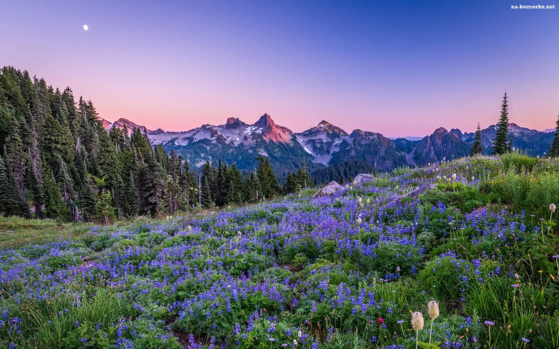 Księżyc, Park Narodowy Mount Rainier, Łubiny, Drzewa, Stany Zjednoczone, Góry, Stan Waszyngton, Łąka, Kwiaty