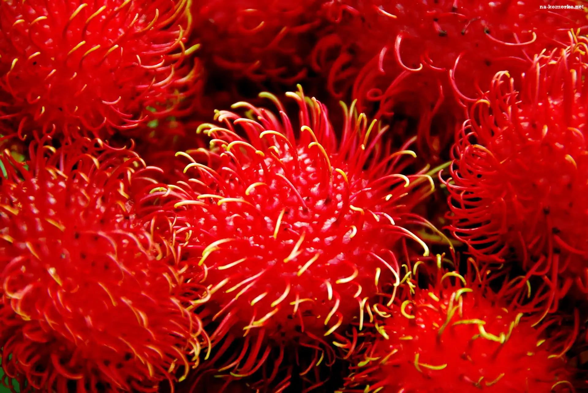 Rambutan