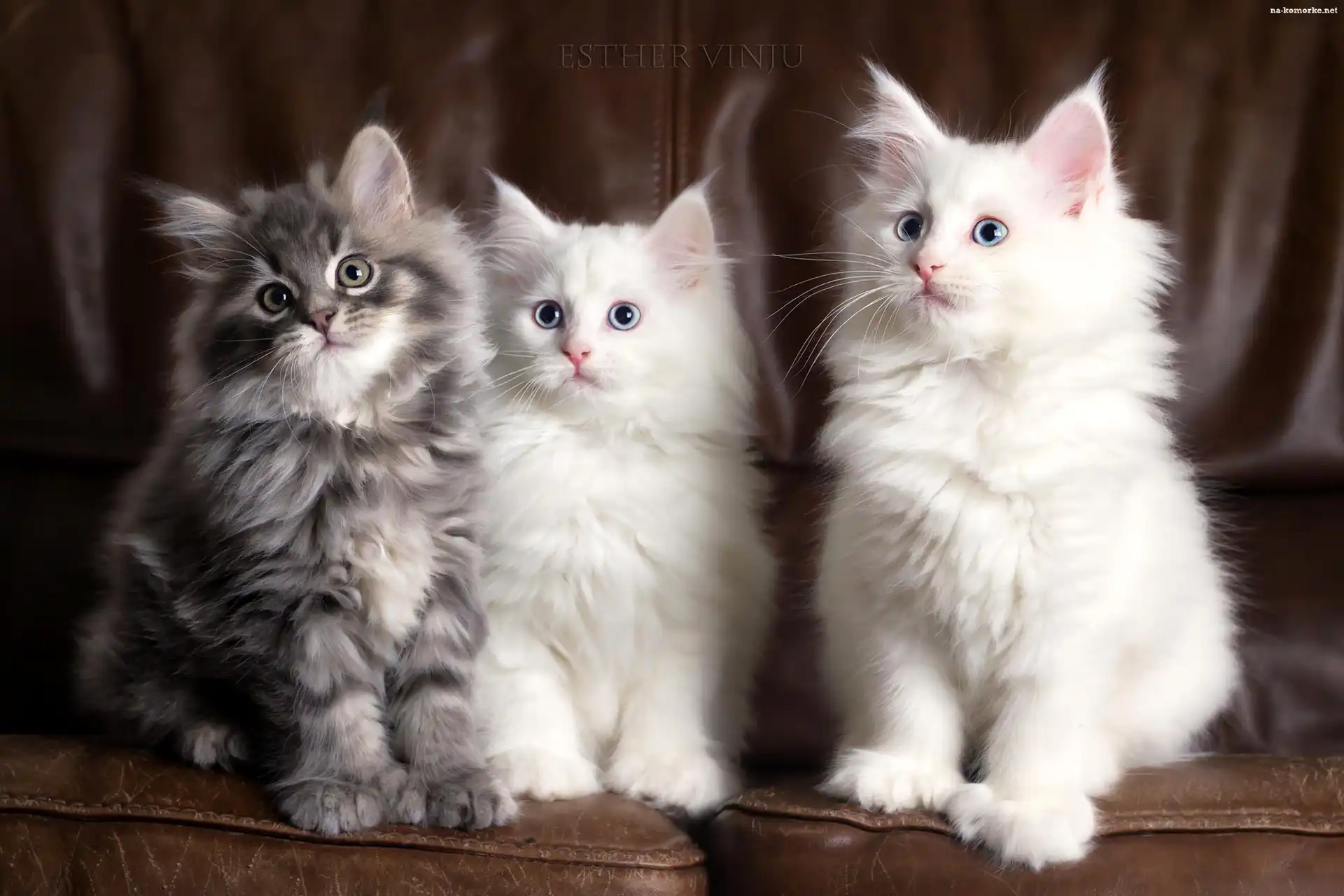 Trzy, Maine coon, Rasowe, Kotki