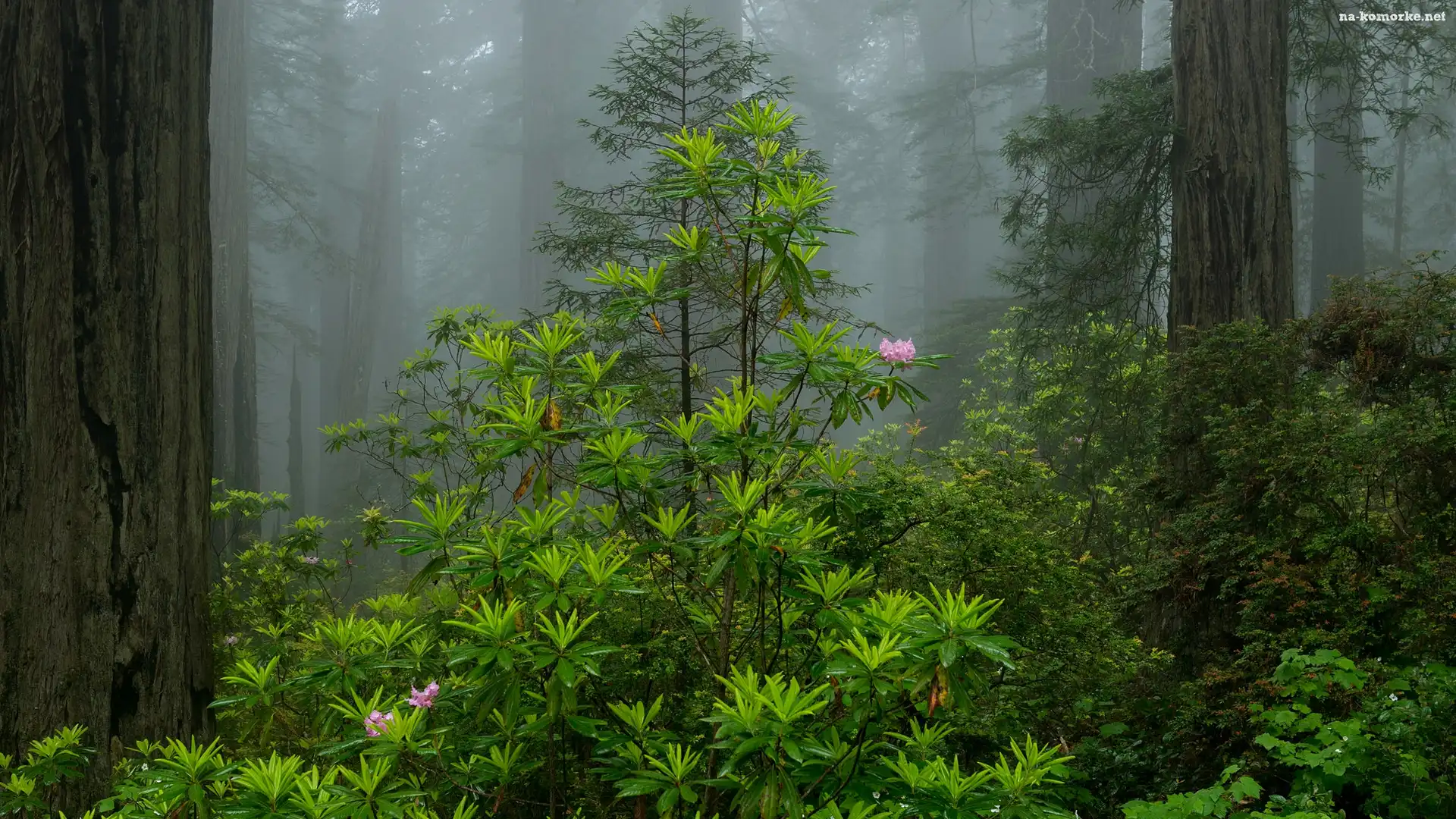 Stany Zjednoczone, Krzew, Park Narodowy Redwood, Różanecznik, Stan Kalifornia, Las, Drzewa, Mgła
