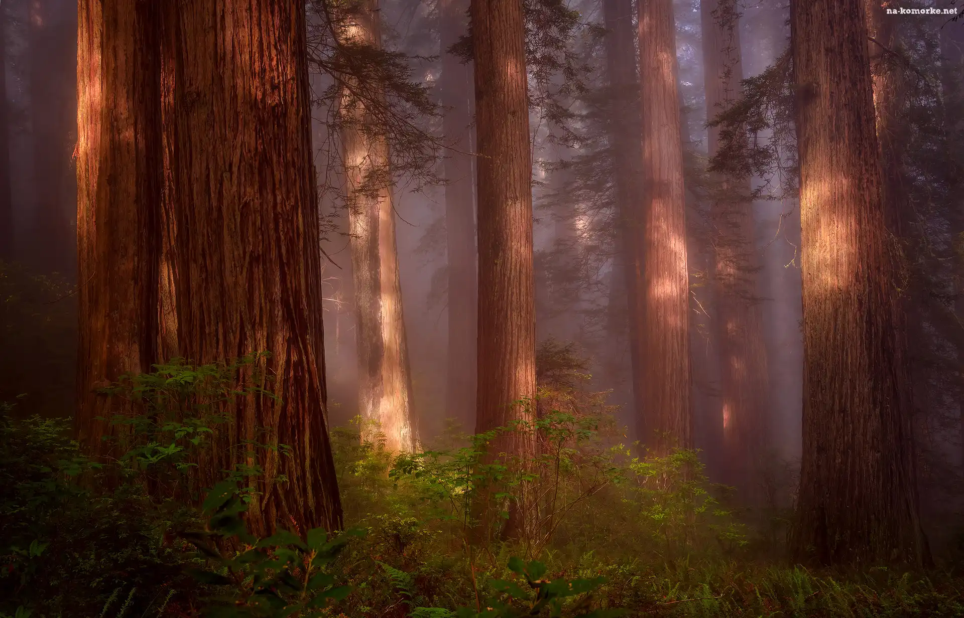 Stany Zjednoczone, Paprocie, Park Narodowy Redwood, Sekwoje, Stan Kalifornia, Las, Drzewa, Mgła