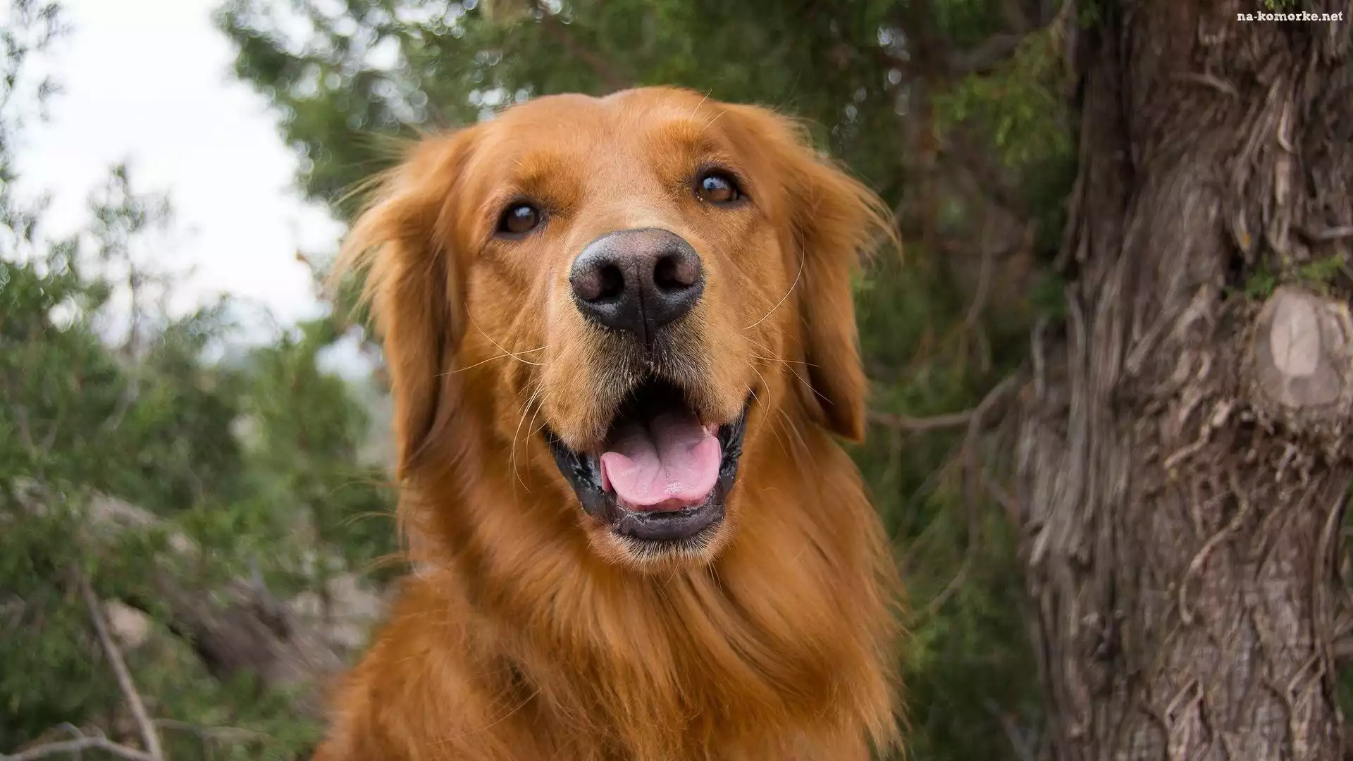 Golden Retriever, Język
