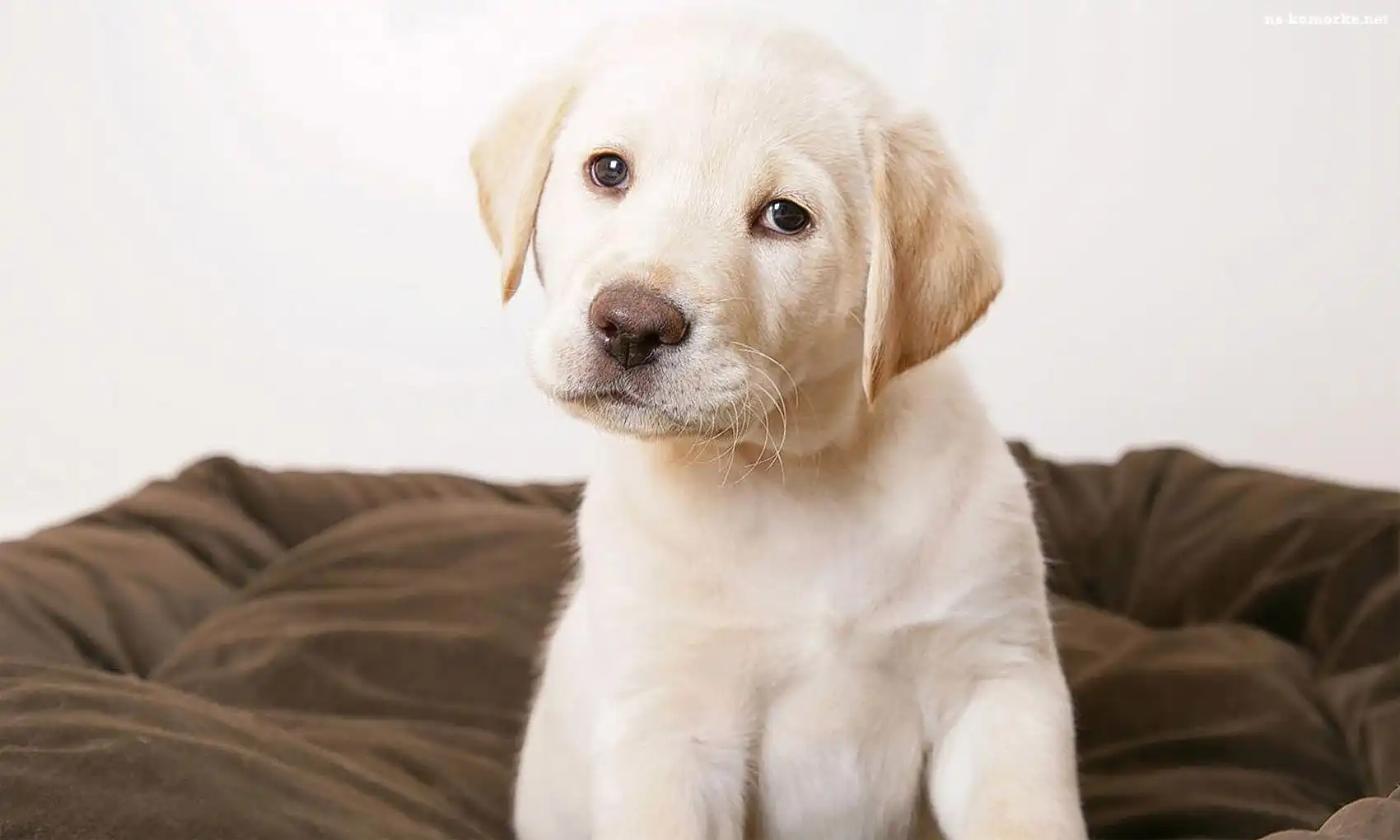 Golden Retriever, Szczeniak