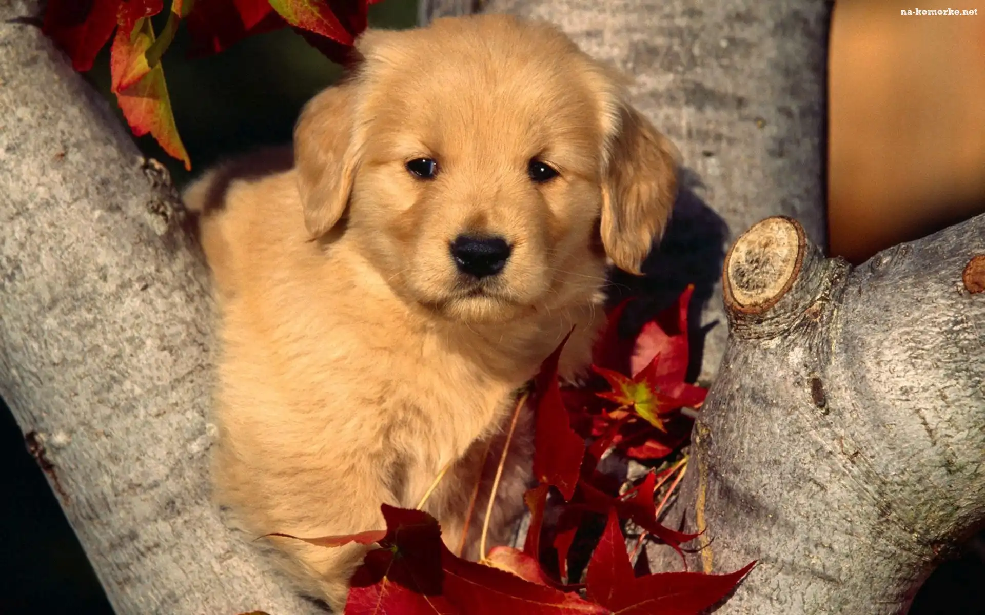 Labrador Retriever, Liście