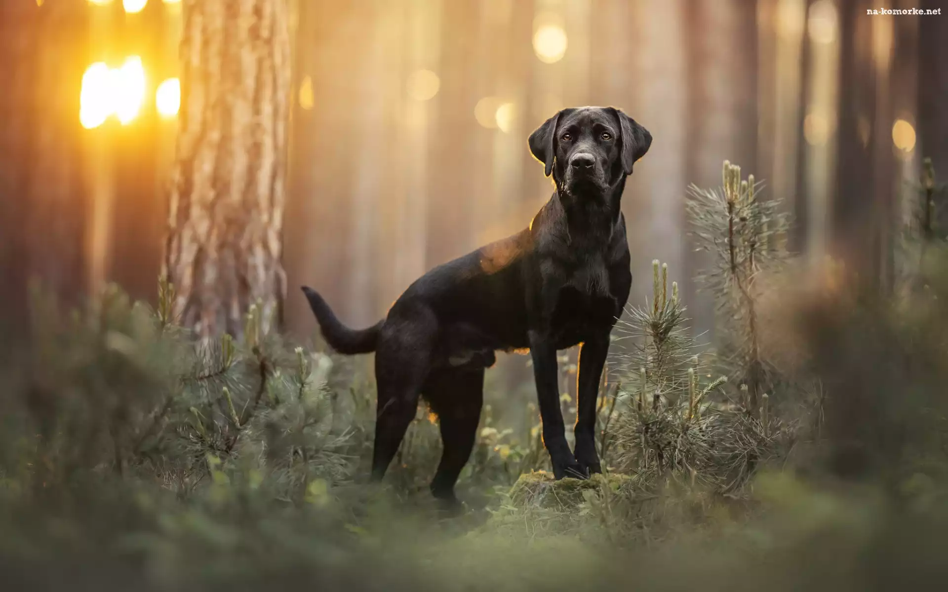 Labrador retriever, Las, Czarny, Pies