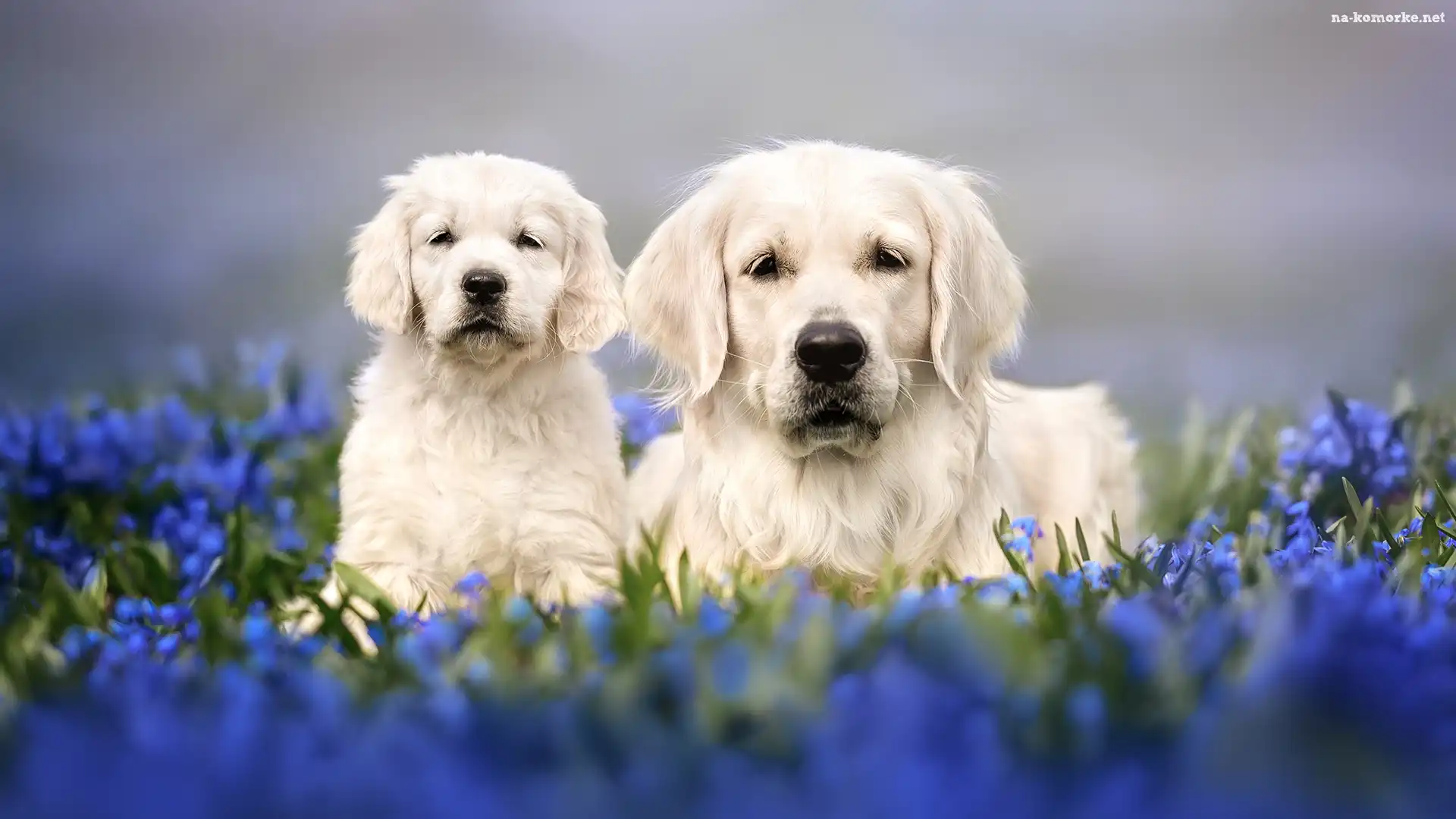 Golden retriever, Szczeniak, Dwa, Psy