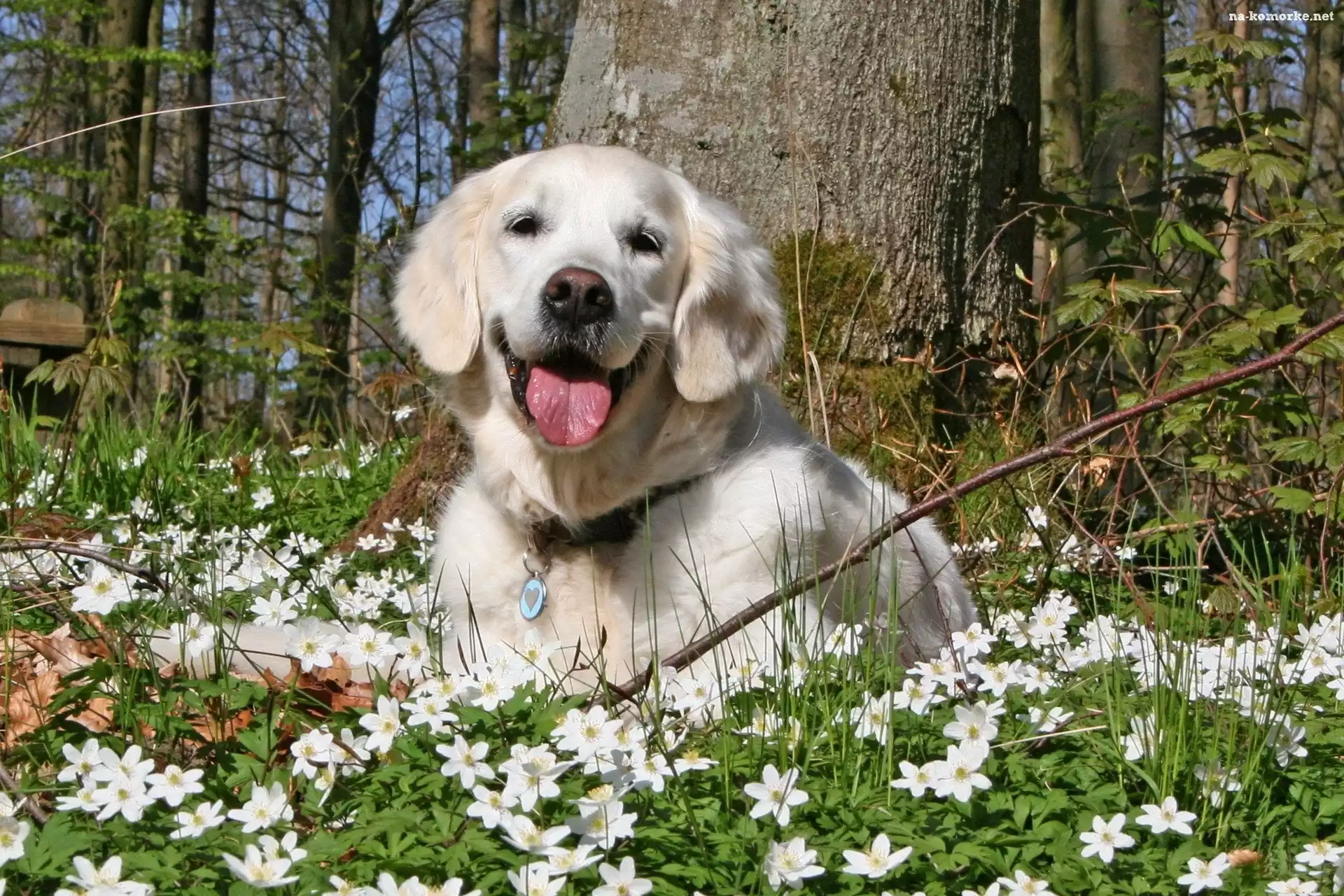 Labrador, Retriewer, Zawilce