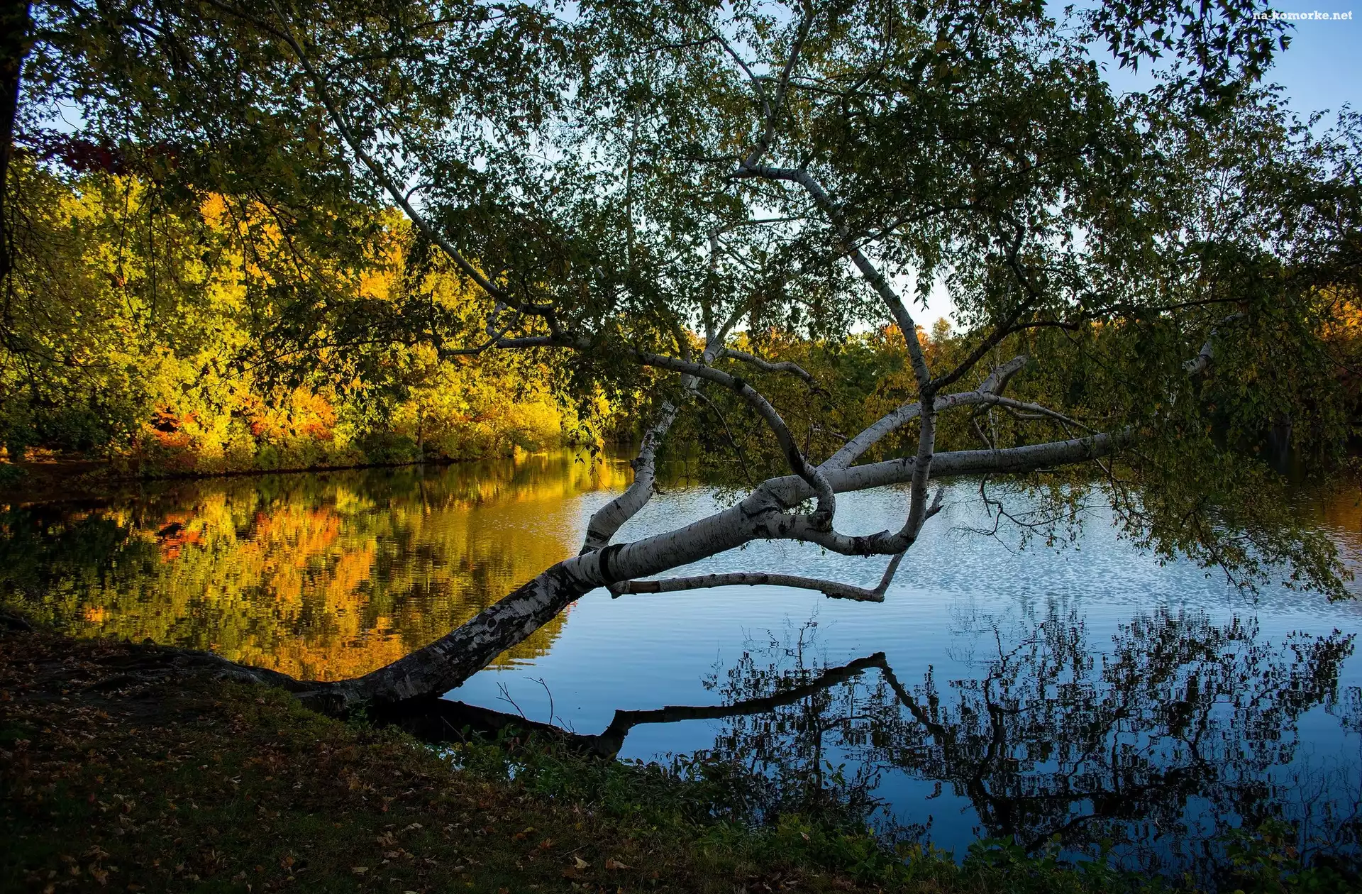 Stany Zjednoczone, Drzewa, Brzoza, Stan Rhode Island, Providence, Roger Williams Park, Jezioro