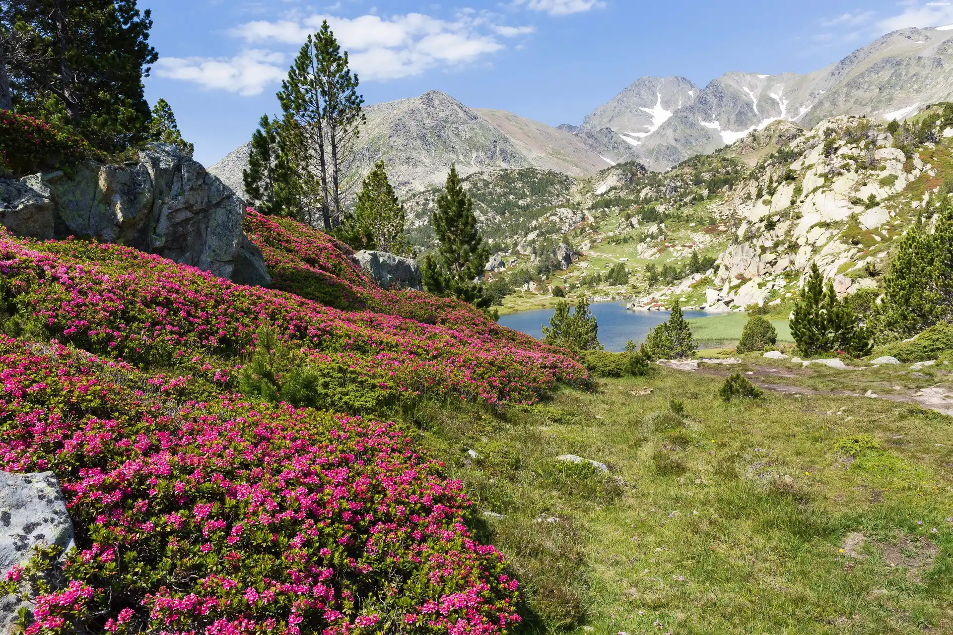 Rododendrony, Wiosna, Góry, Jezioro, Łąk
