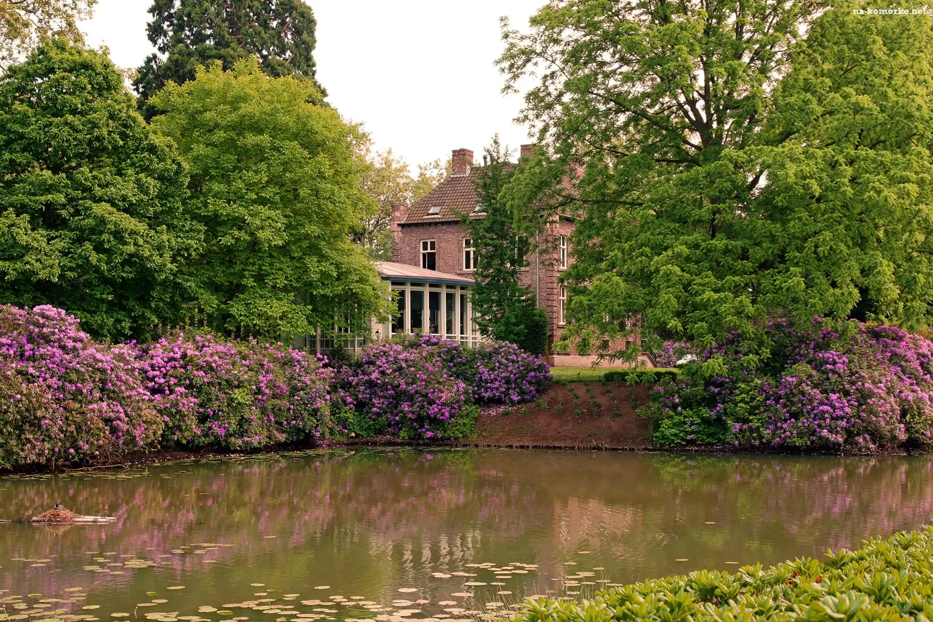 Rododendrony, Dom, Posesja, Staw, Drzewa