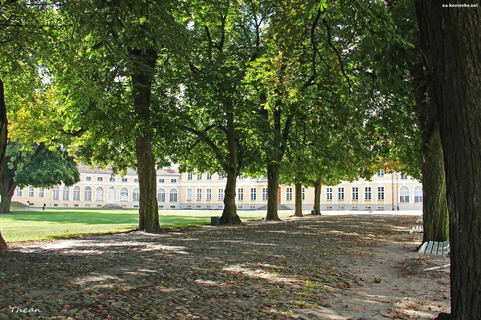 Rogalin, Aleja, Kasztanowce, Park, Pałac