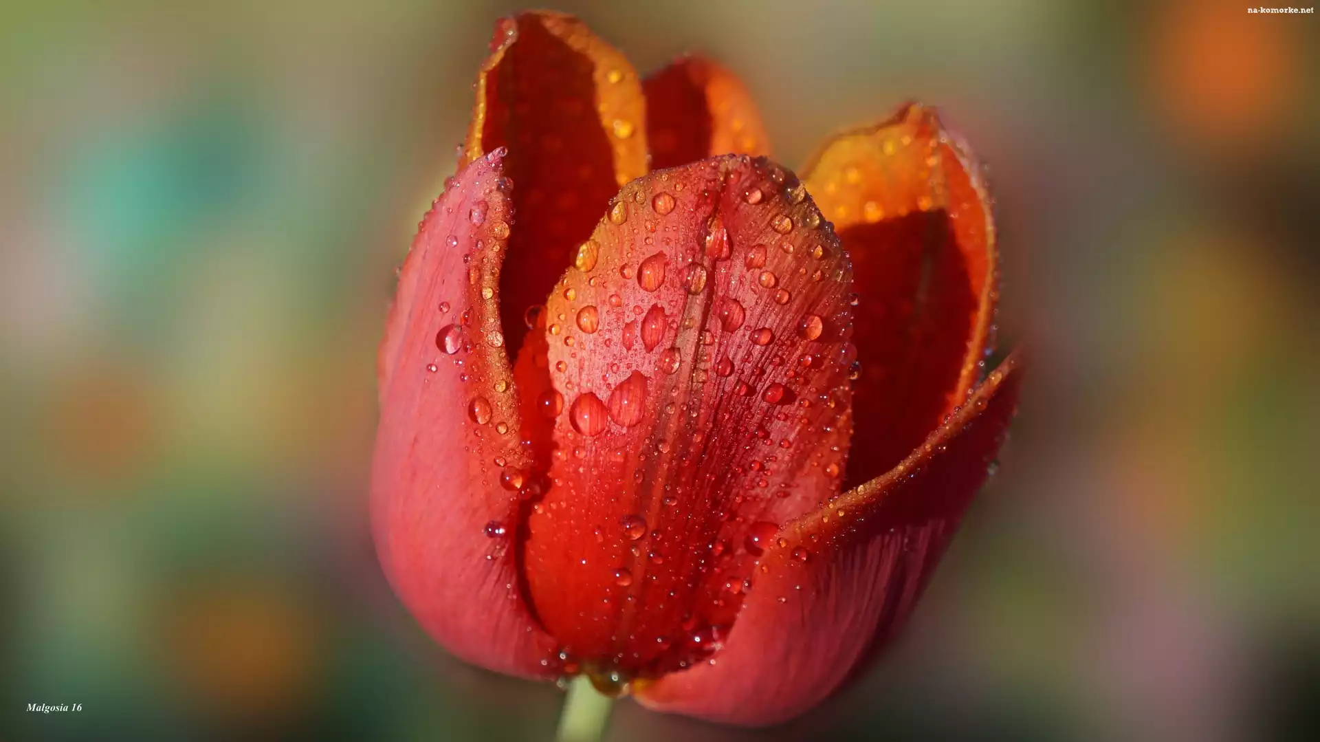 Rosa, Kwiat, Tulipan, Czerwony, Krople