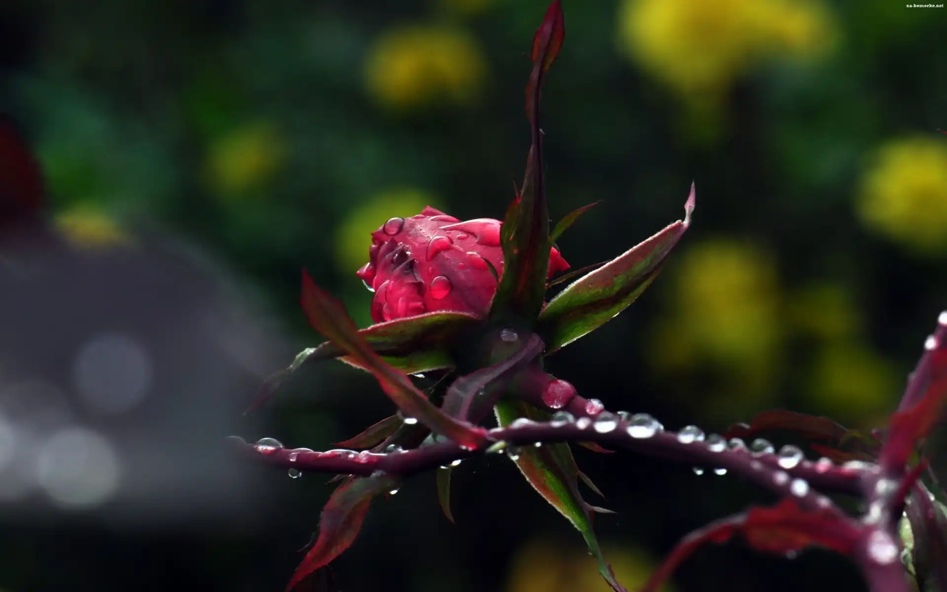 Rosa, Pąk, Róża, Krople, Kropelki