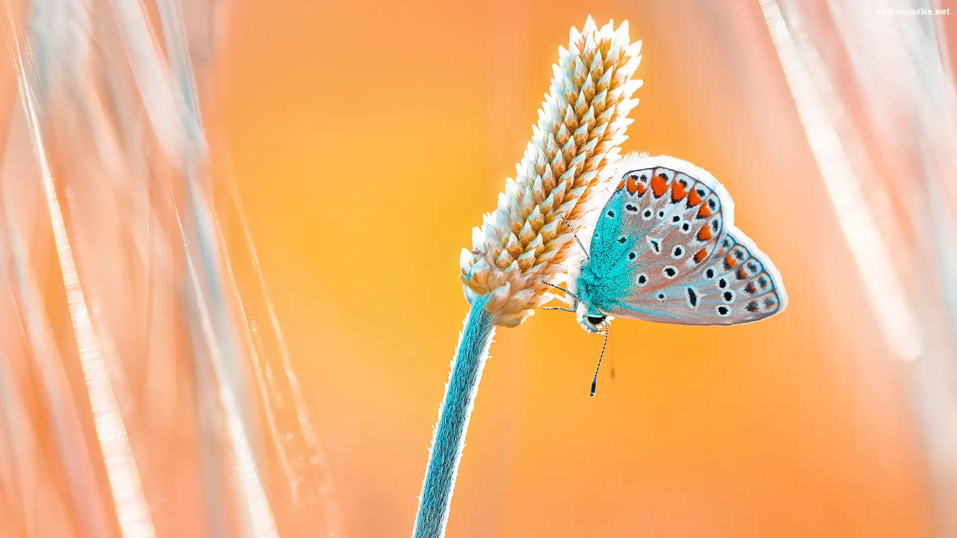 Roślina, Żółte tło, Motyl, Modraszek ikar