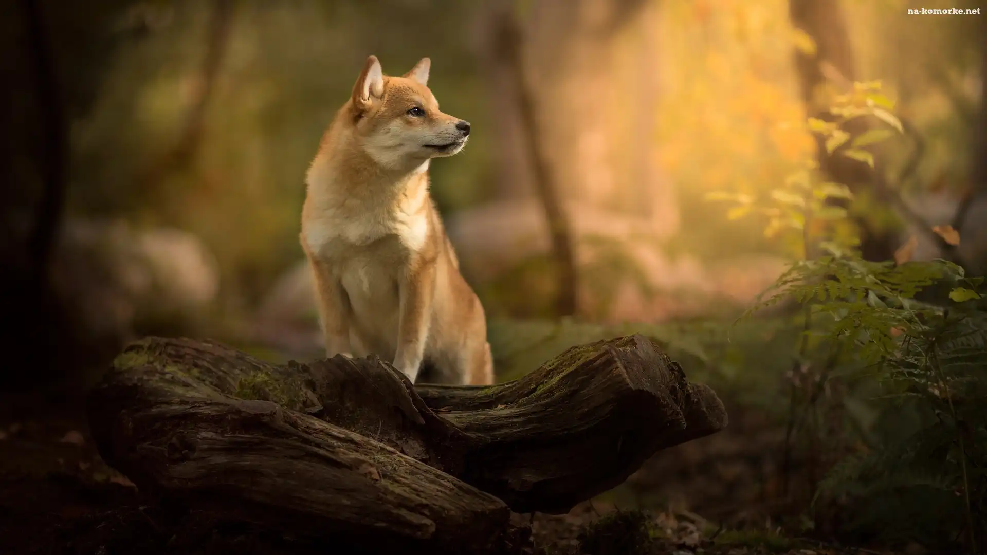 Roślina, Pies, Shiba inu, Mordka, Drewno