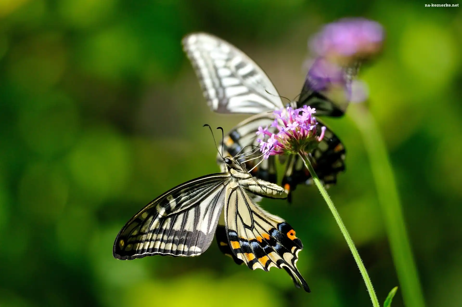 Motyl, Roślina, Makro