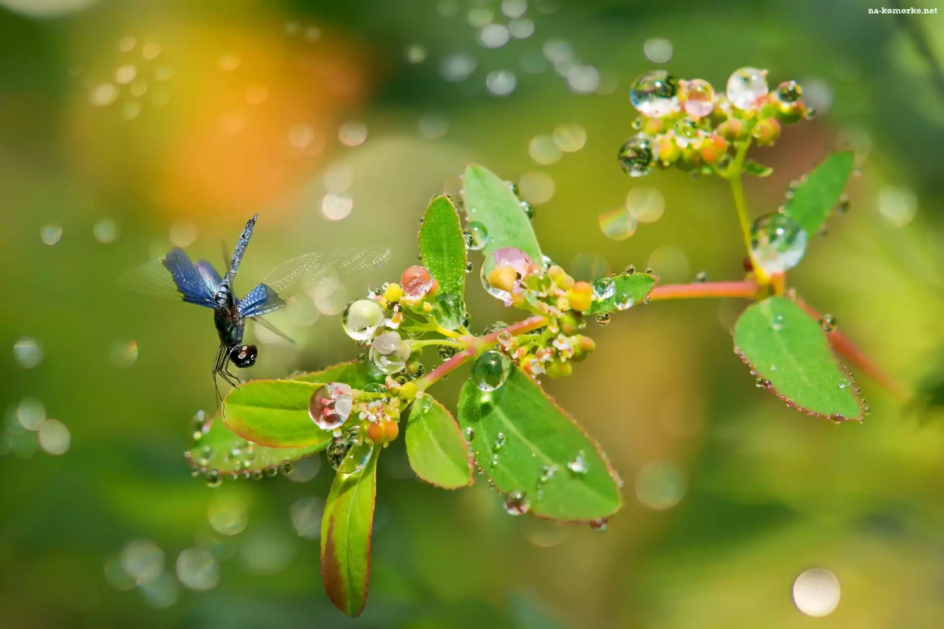 Ważka, Roślina, Bokeh