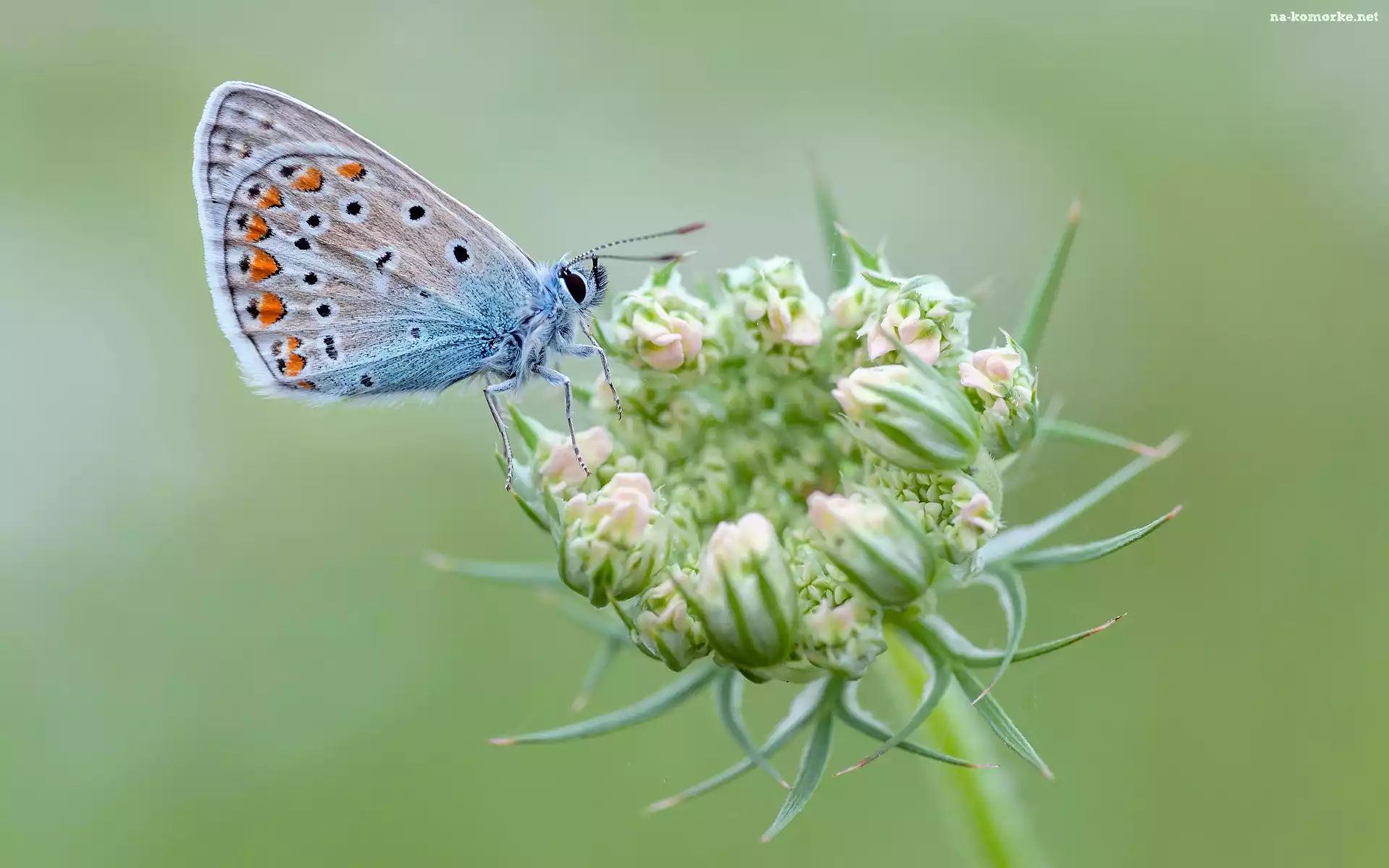 Owad, Modraszek ikar, Roślina, Motyl, Zbliżenie