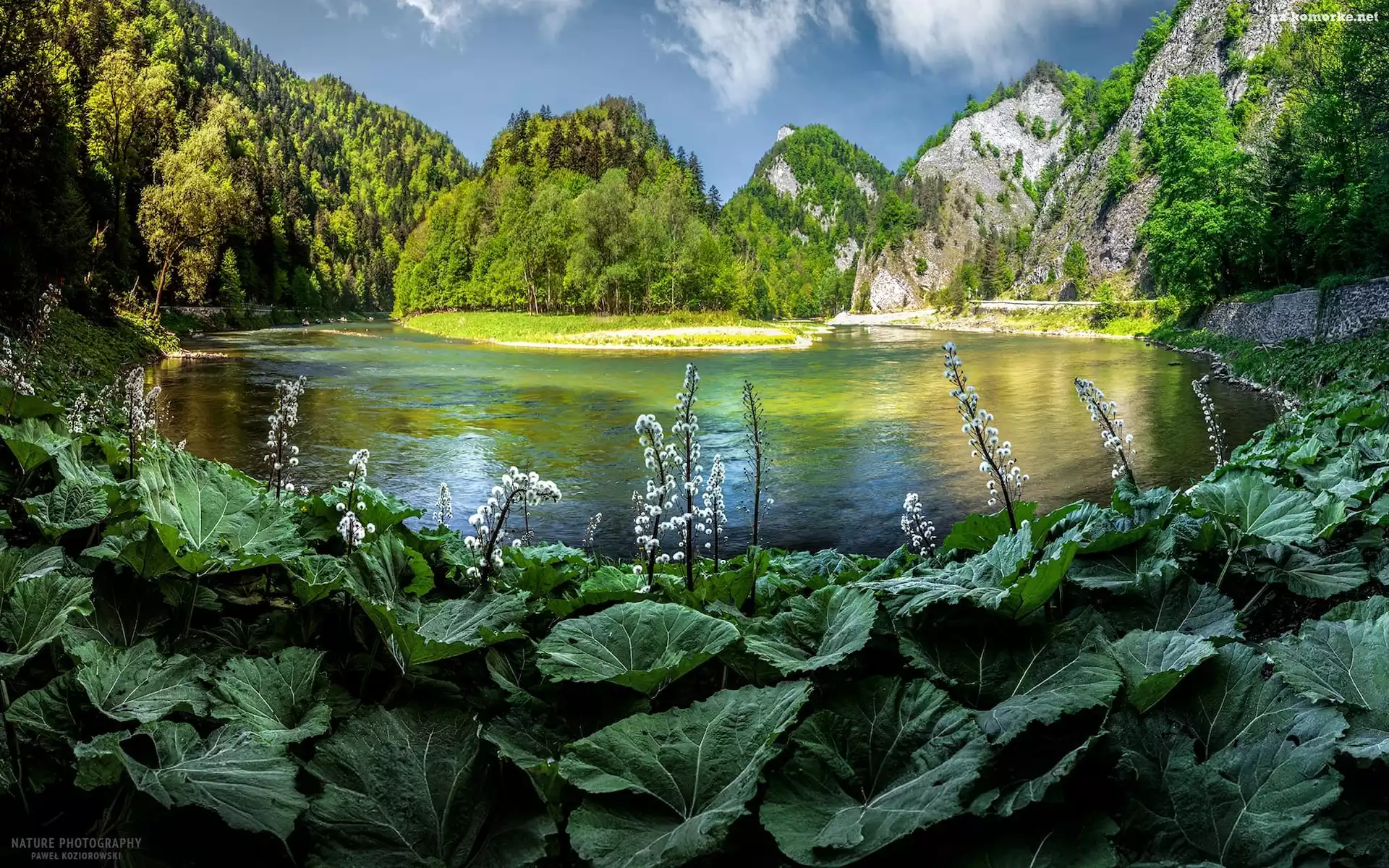 Dunajec, Polska, Rzeka, Roślinność, Pieniny, Góry
