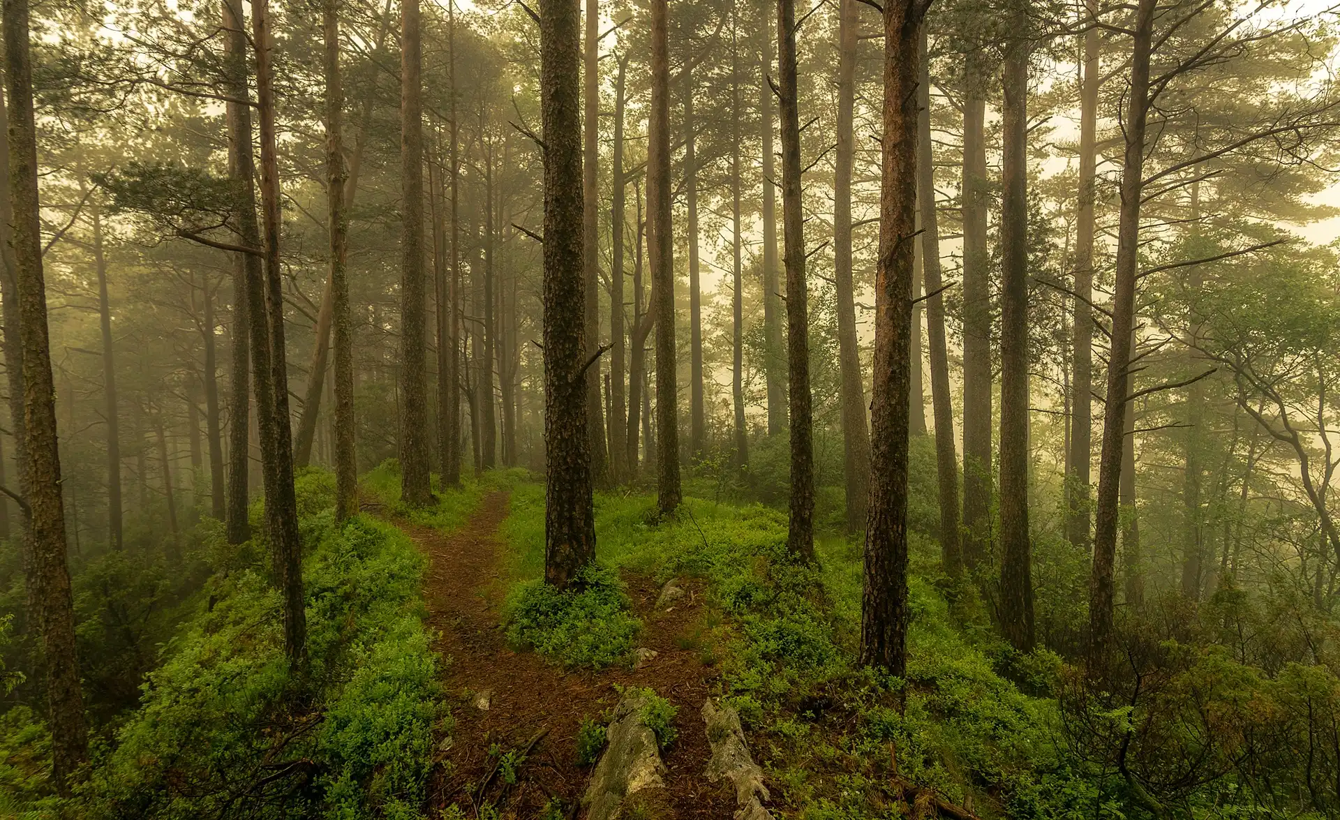 Roślinność, Las, Drzewa, Mgła, Ścieżki