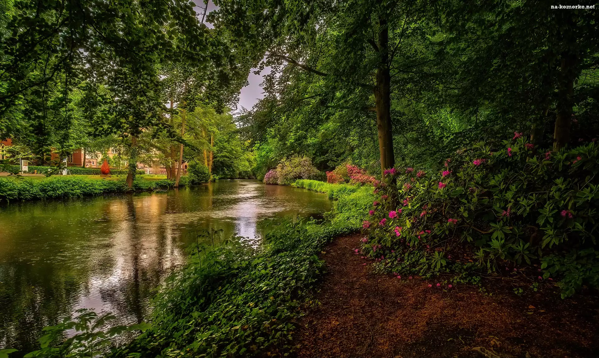 Różowe, Rododendrony, Rzeka, Roślinność, Ścieżka, Kwiaty, Drzewa
