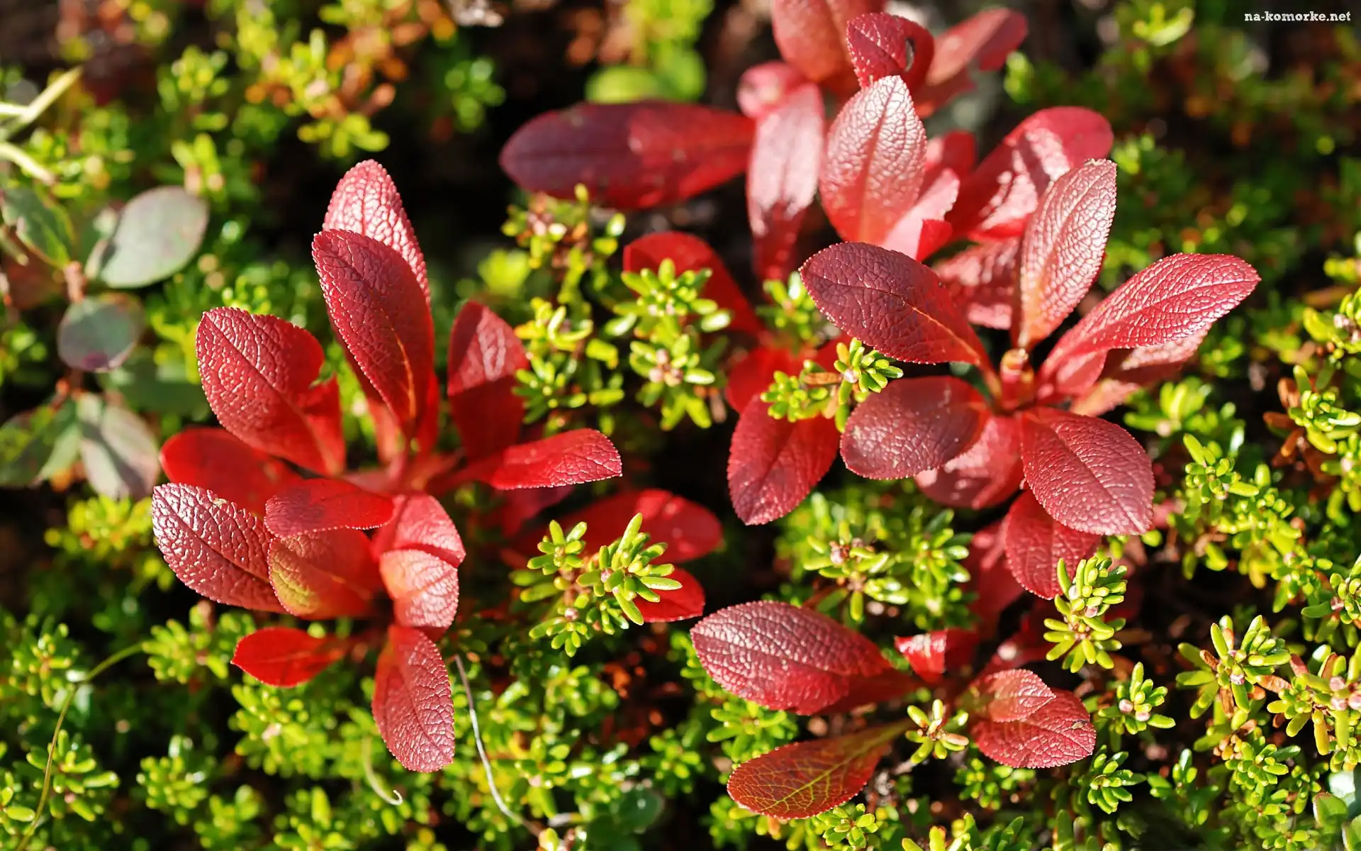 Rośliny, Berberys