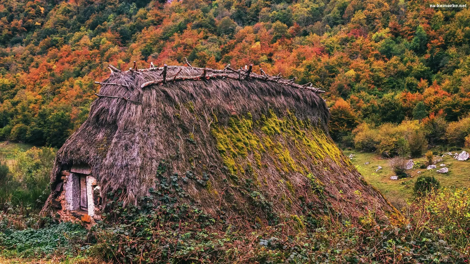 Ziemianka, Strzecha, Jesień, Rośliny, Kolorowe, Drzewa, Las