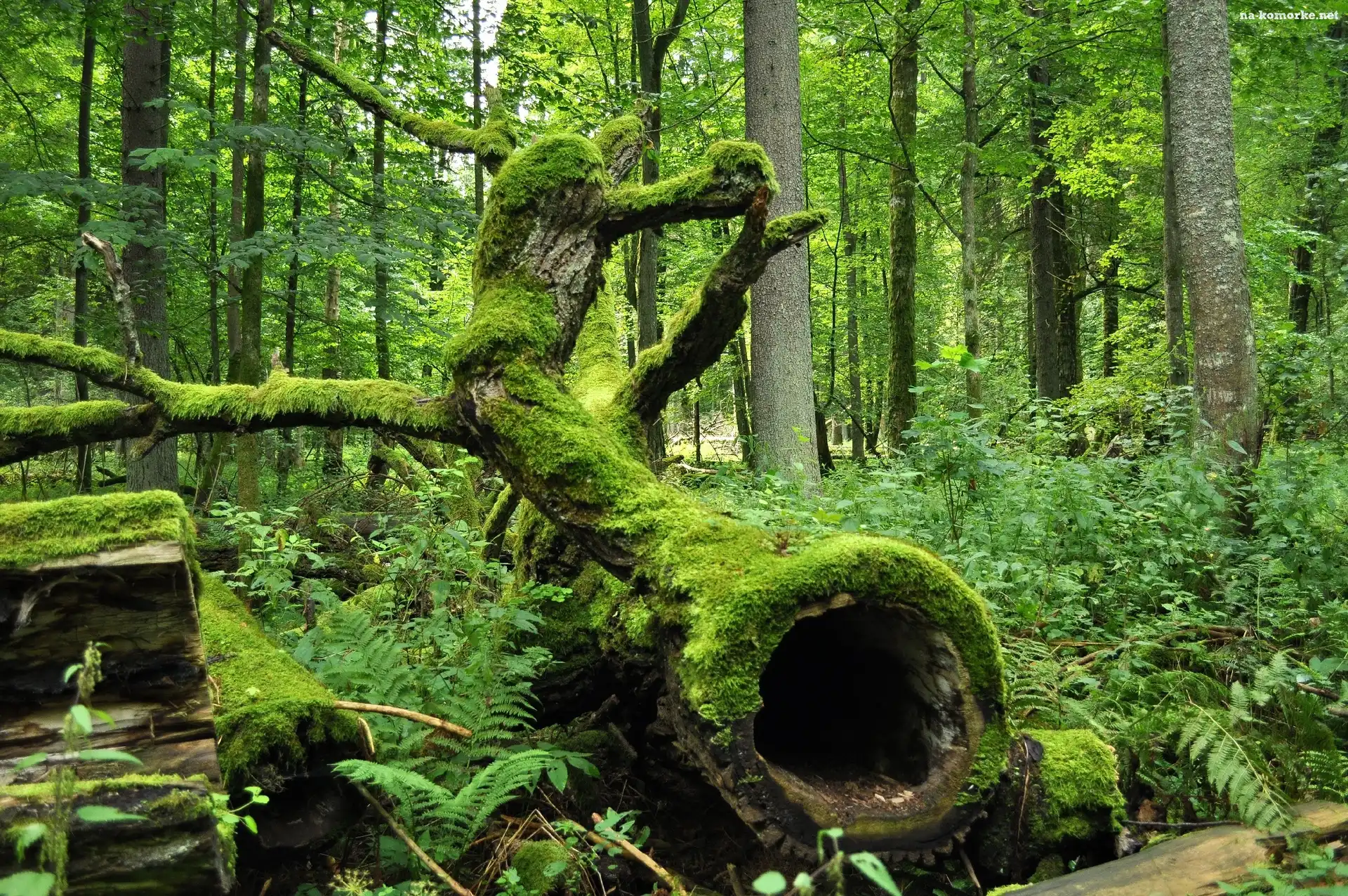 Rośliny, Drzewa, Las, Pień, Mech, Leżący