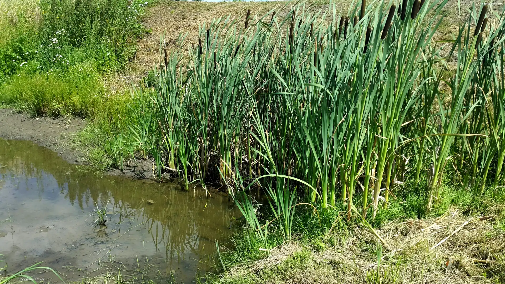 Rzeczka, Rośliny, Pałki