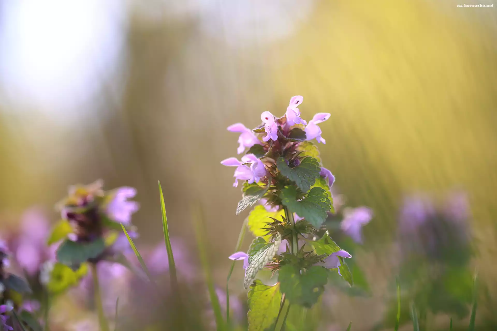 Jasnota purpurowa, Kwiaty, Rośliny, Różowe, Zbliżenie