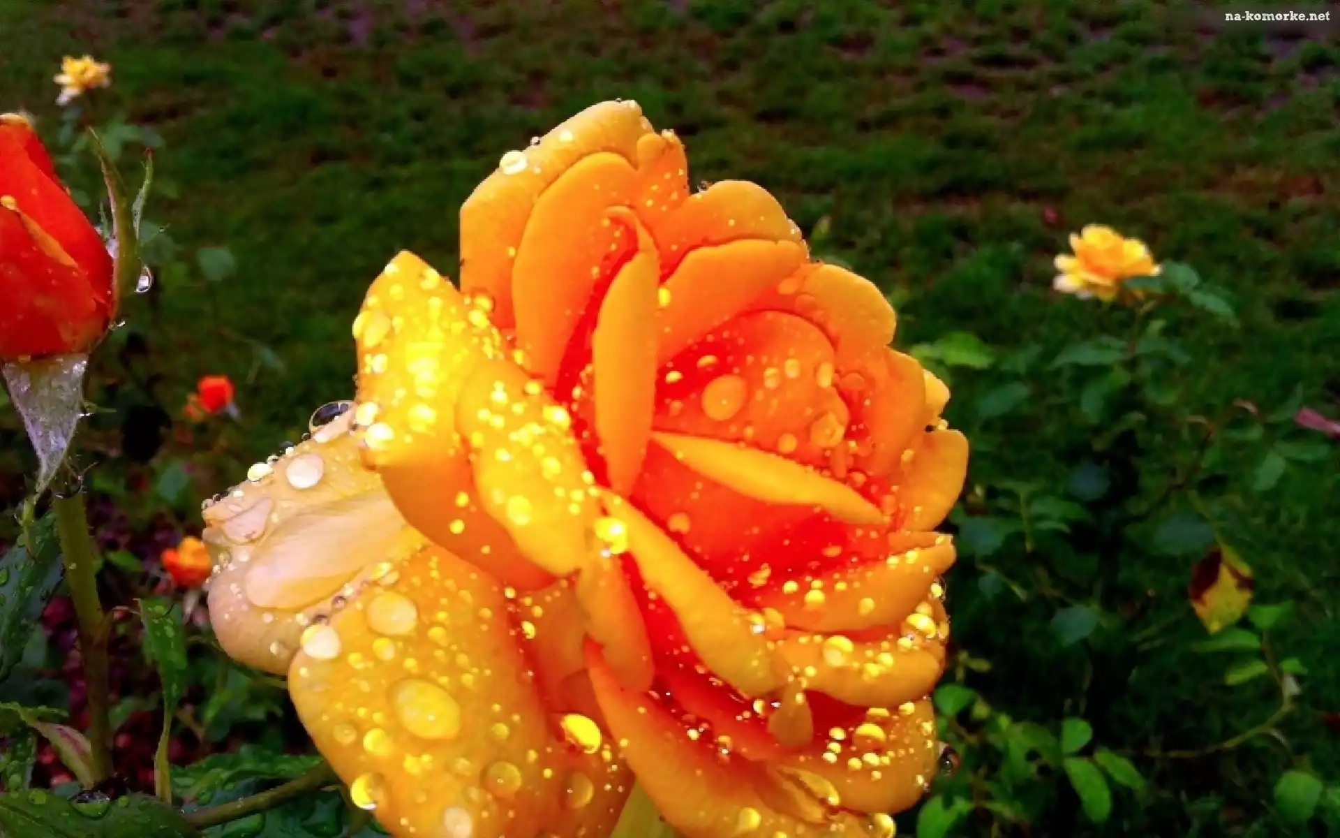 Rosy, Róża, Pomarańczowa, Pąk, Krople