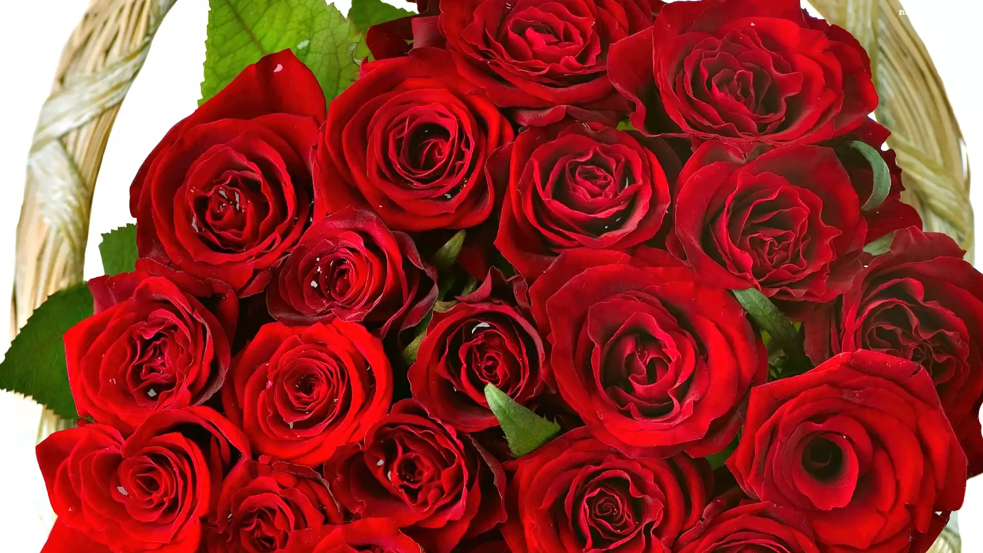 Rosy, Kosz, Czerwonych, Róż, Krople