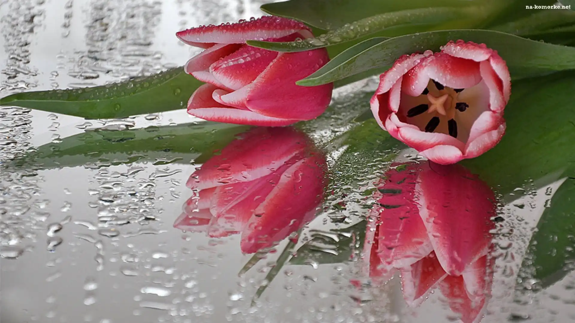Rosy, Bukiet, Kwiatów, Tulipany, Krople