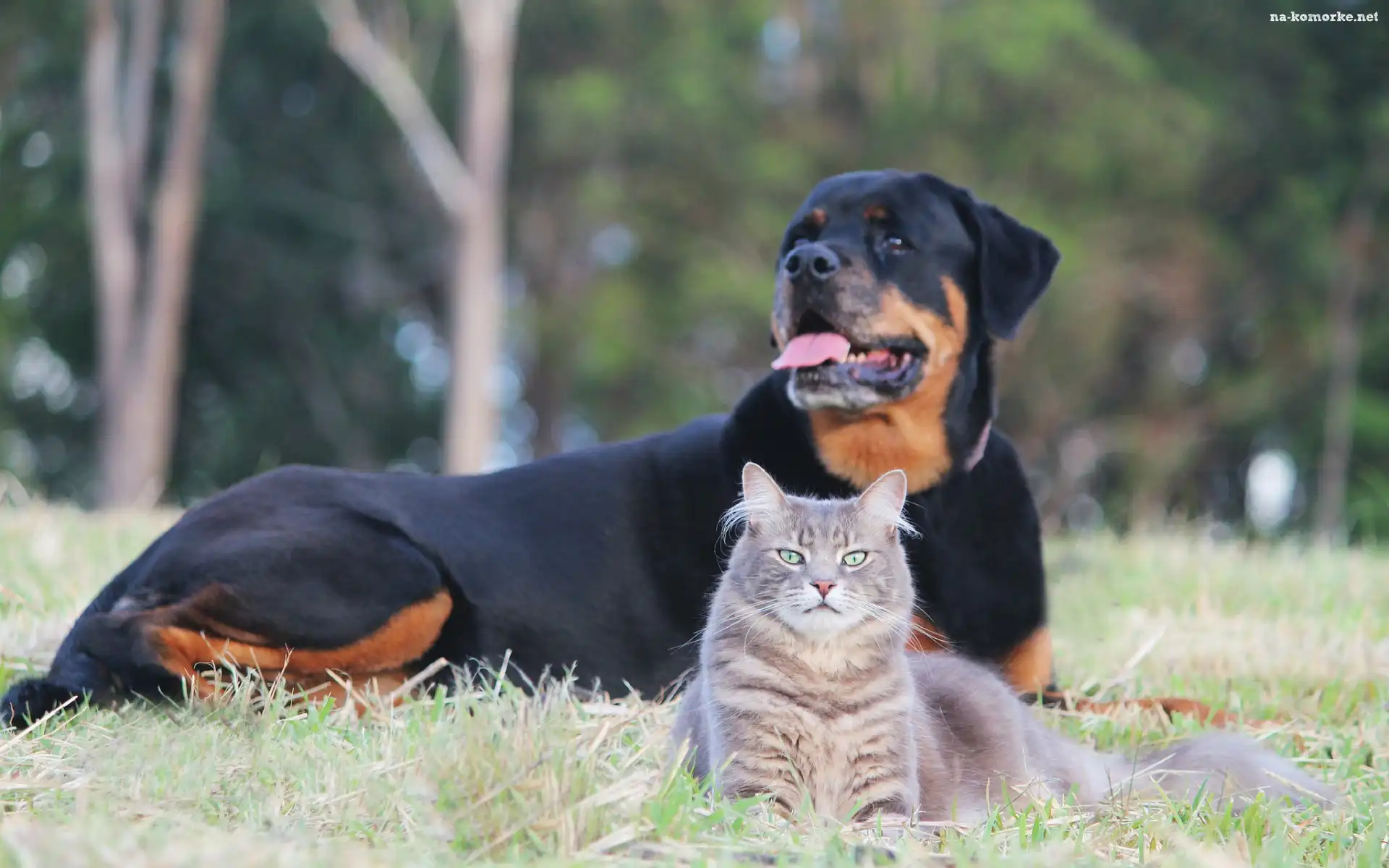 Rottweiler, Park, Kot, Łąka