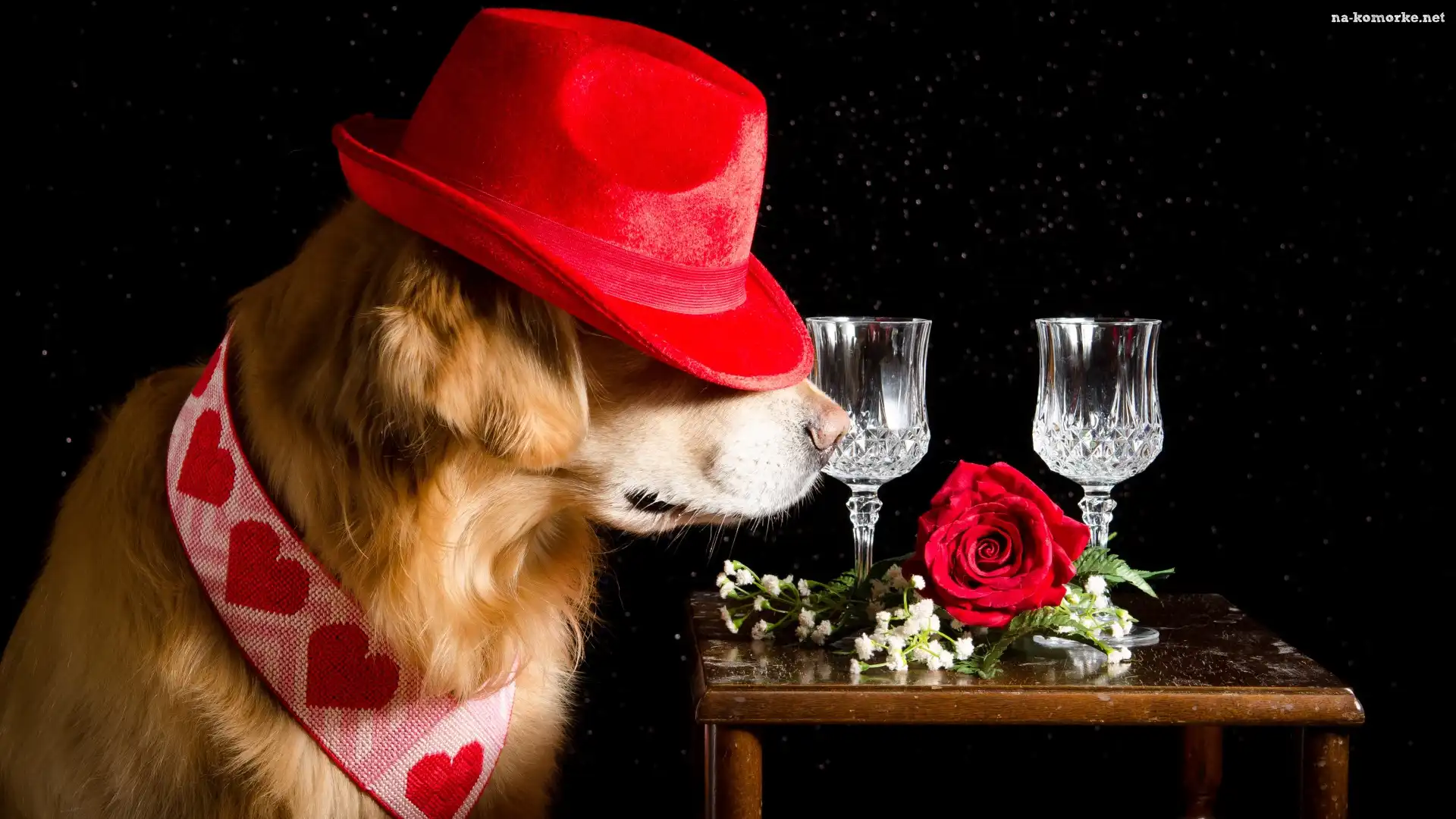 Pies, Kieliszki, Czarne tło, Golden Retriever, Kapelusz, Stolik, Róża