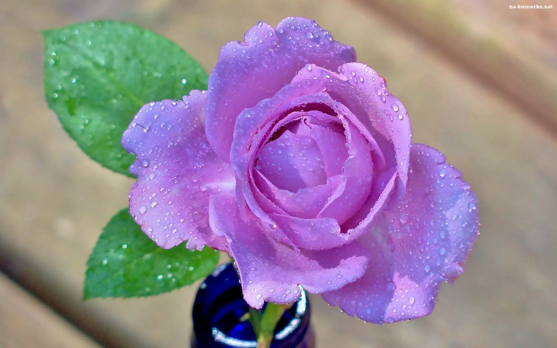 Fioletowa, Róża, Rosa