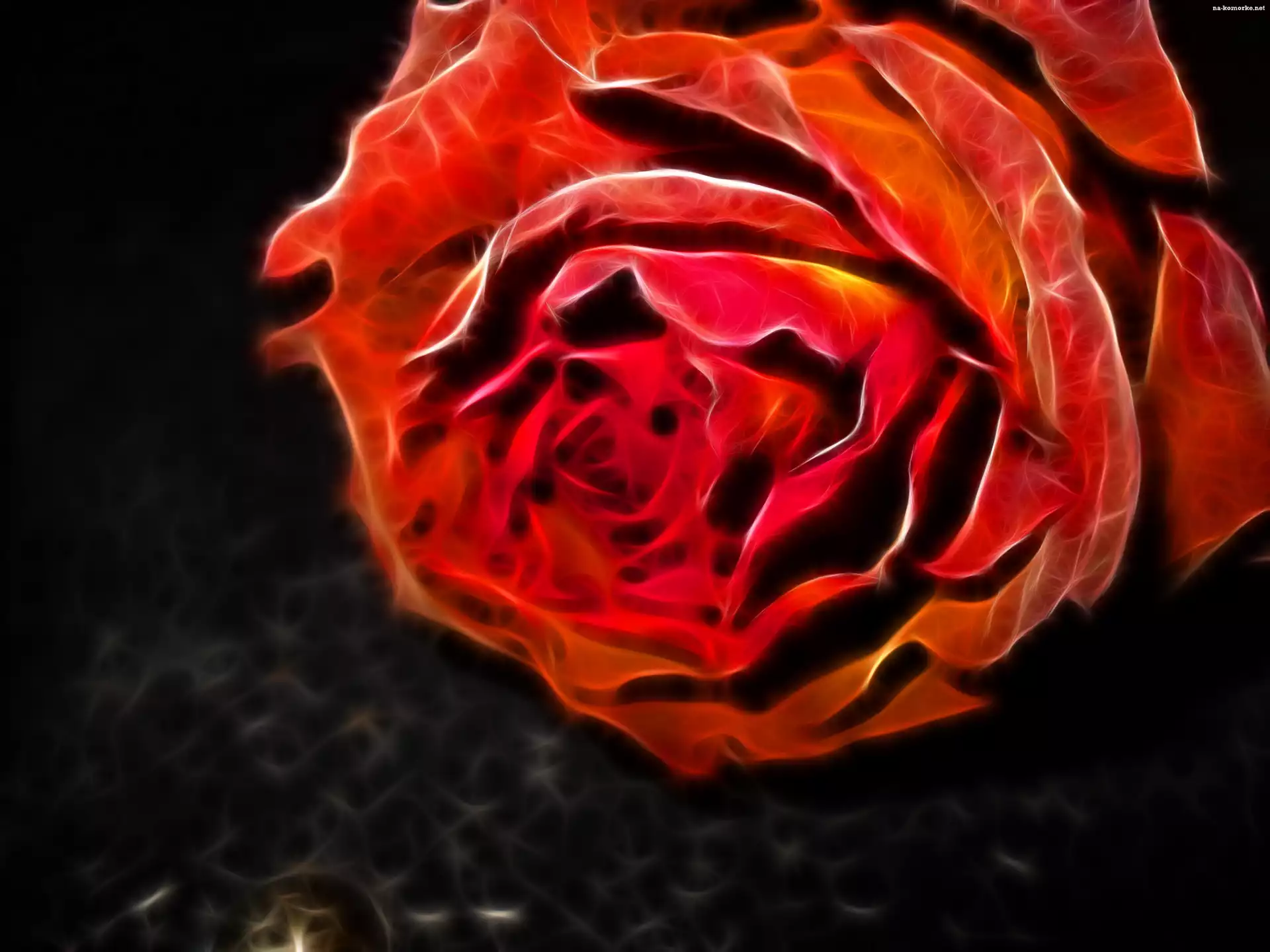 Róża, Fraktal