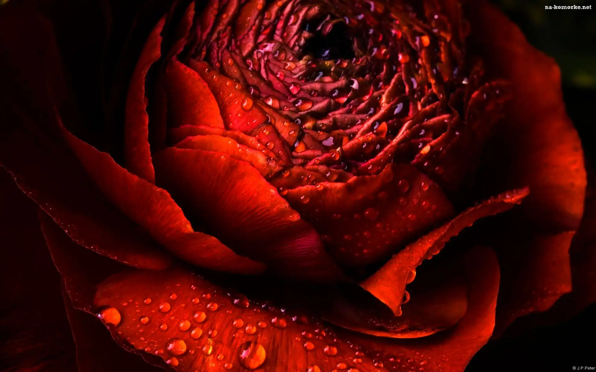 Róża, Rosa