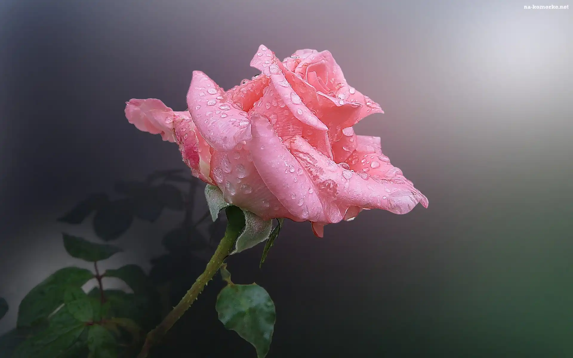 Różowa, Róża, Rosa