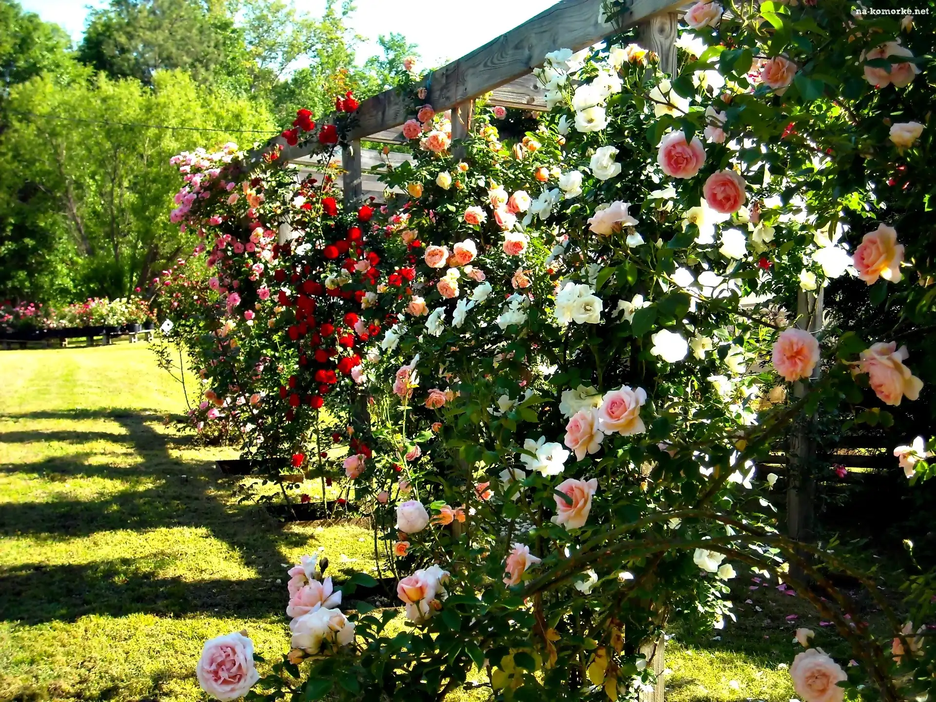 Róże, Ogród, Pergola, Lato