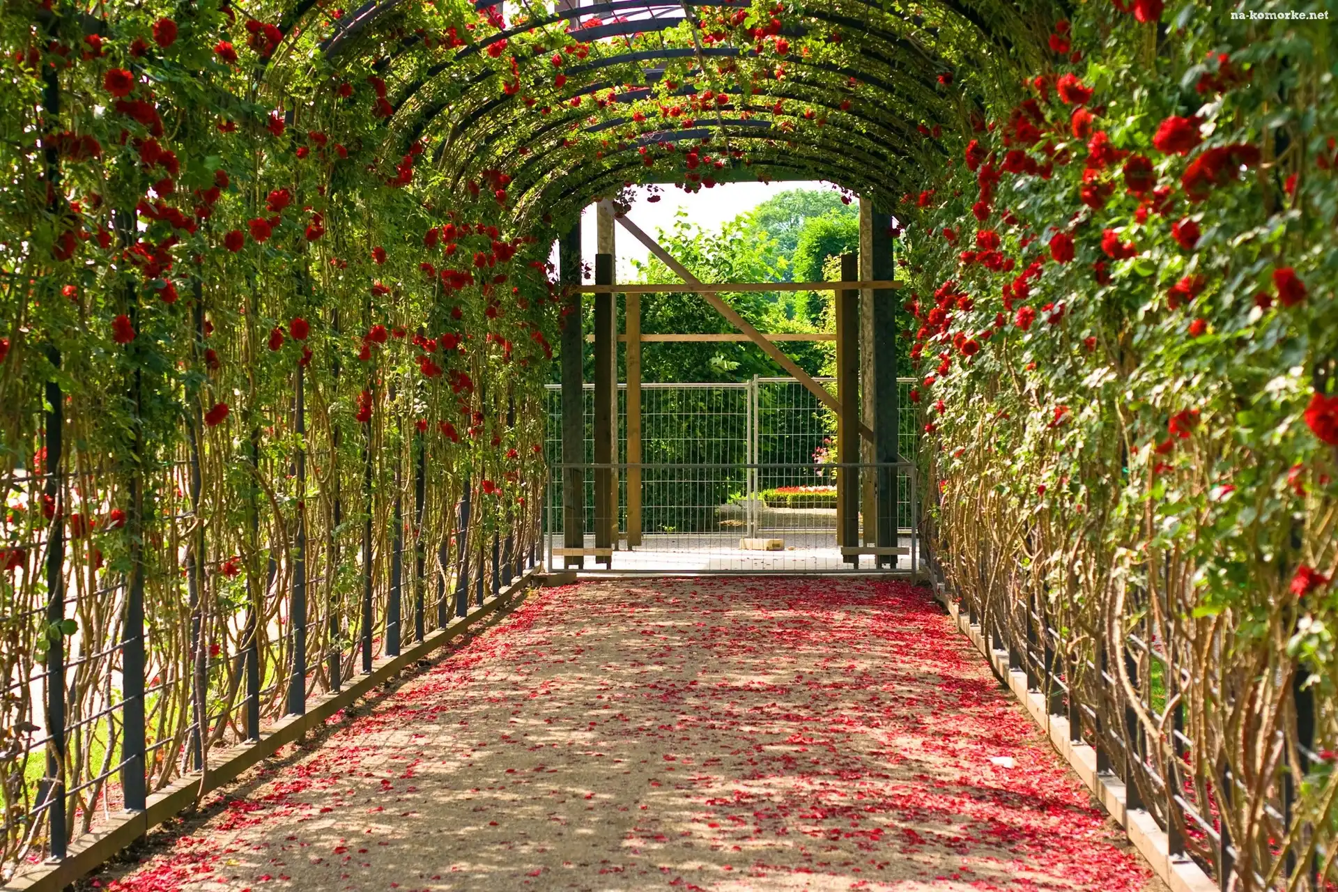 Płatki, Ogród, Pergola, Róże