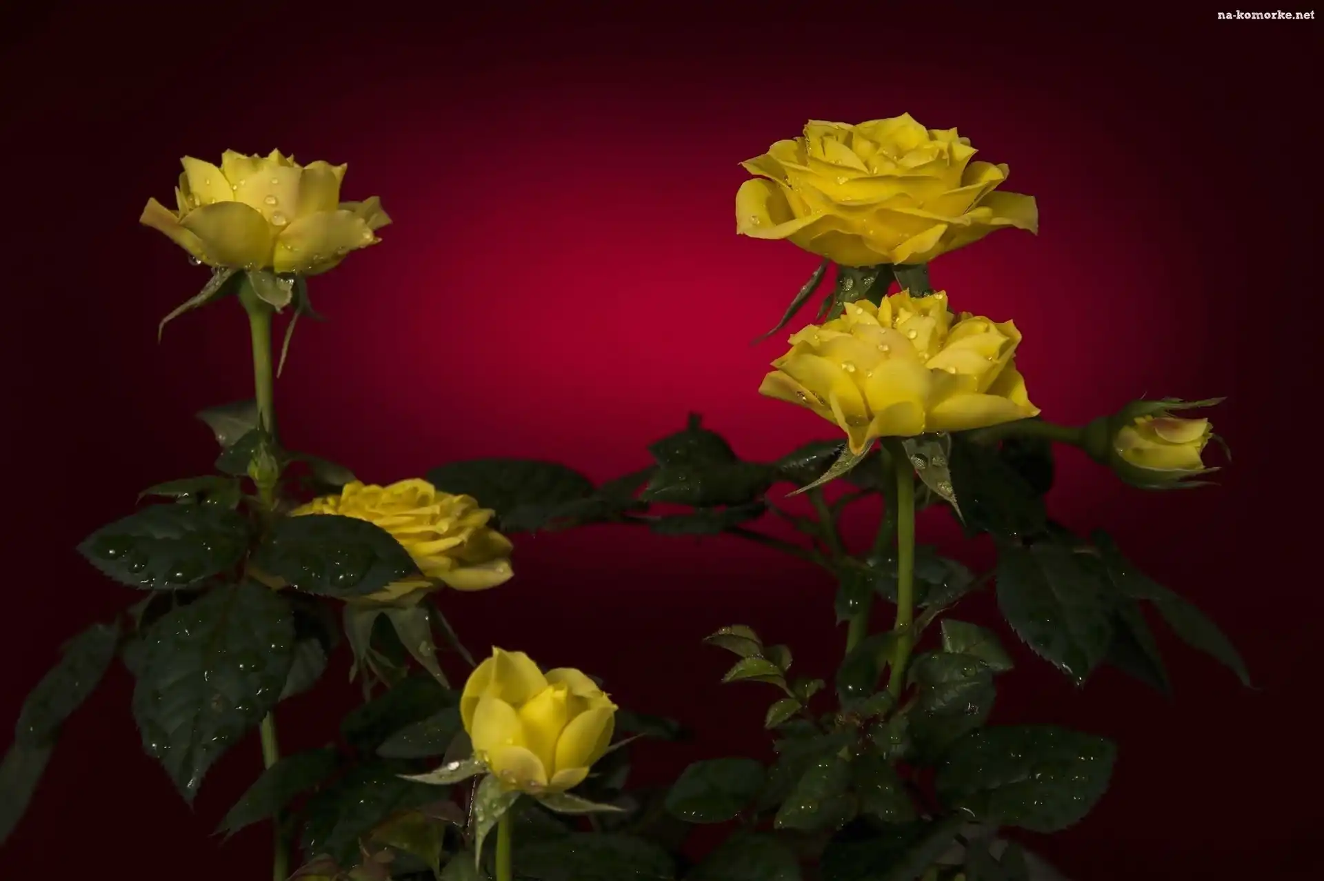 Żółte, Rosy, Róże, Krople