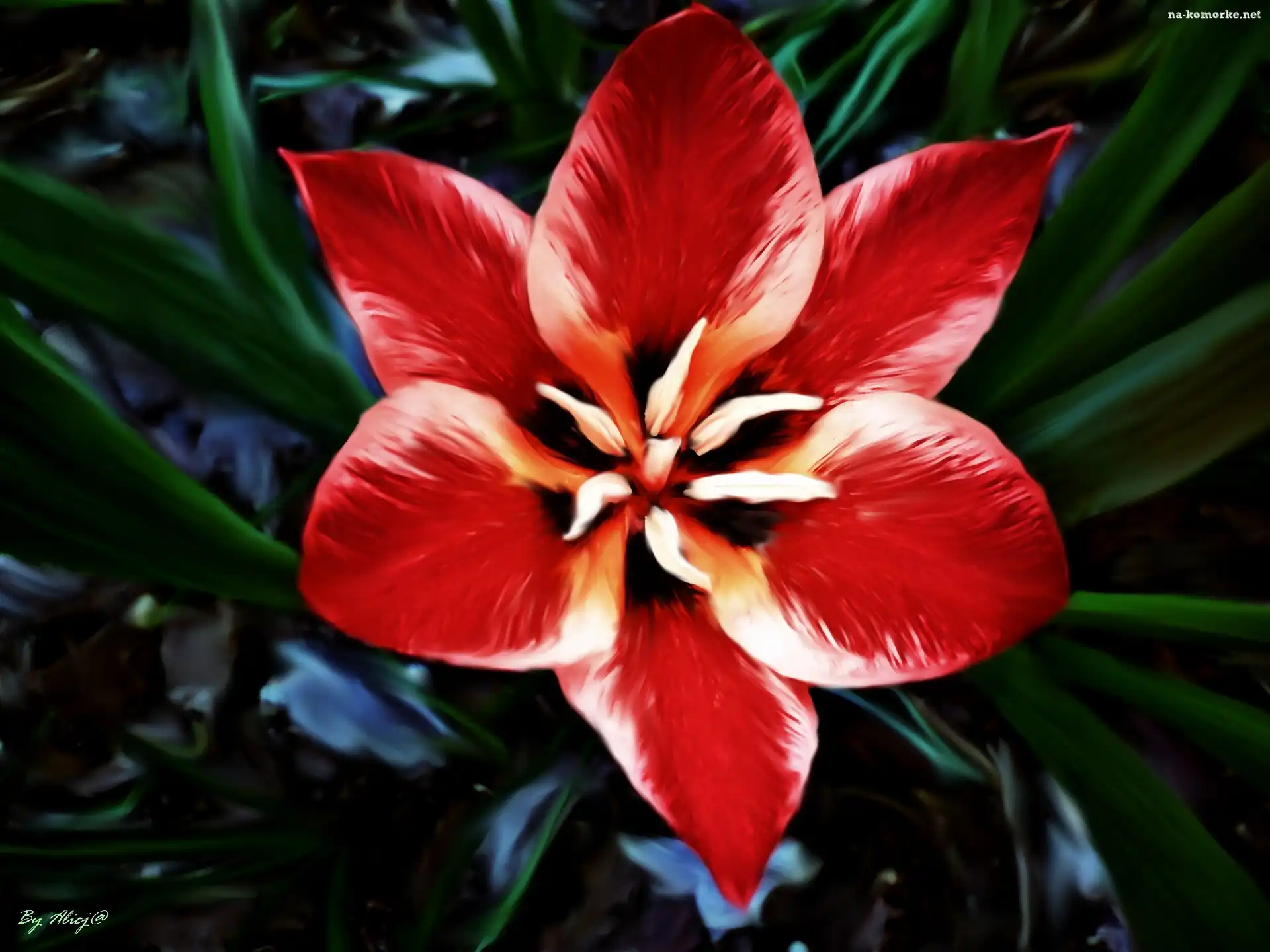 Czerwony, Rozkwitły, Tulipan