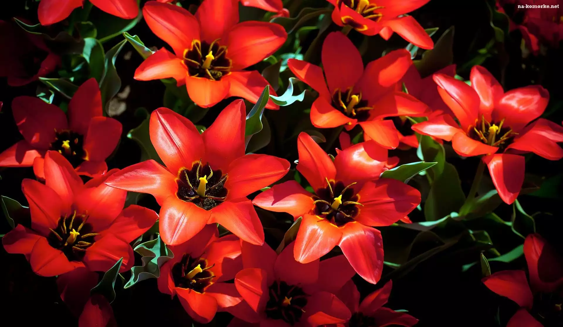 Czerwone, Rozkwitnięte, Tulipany