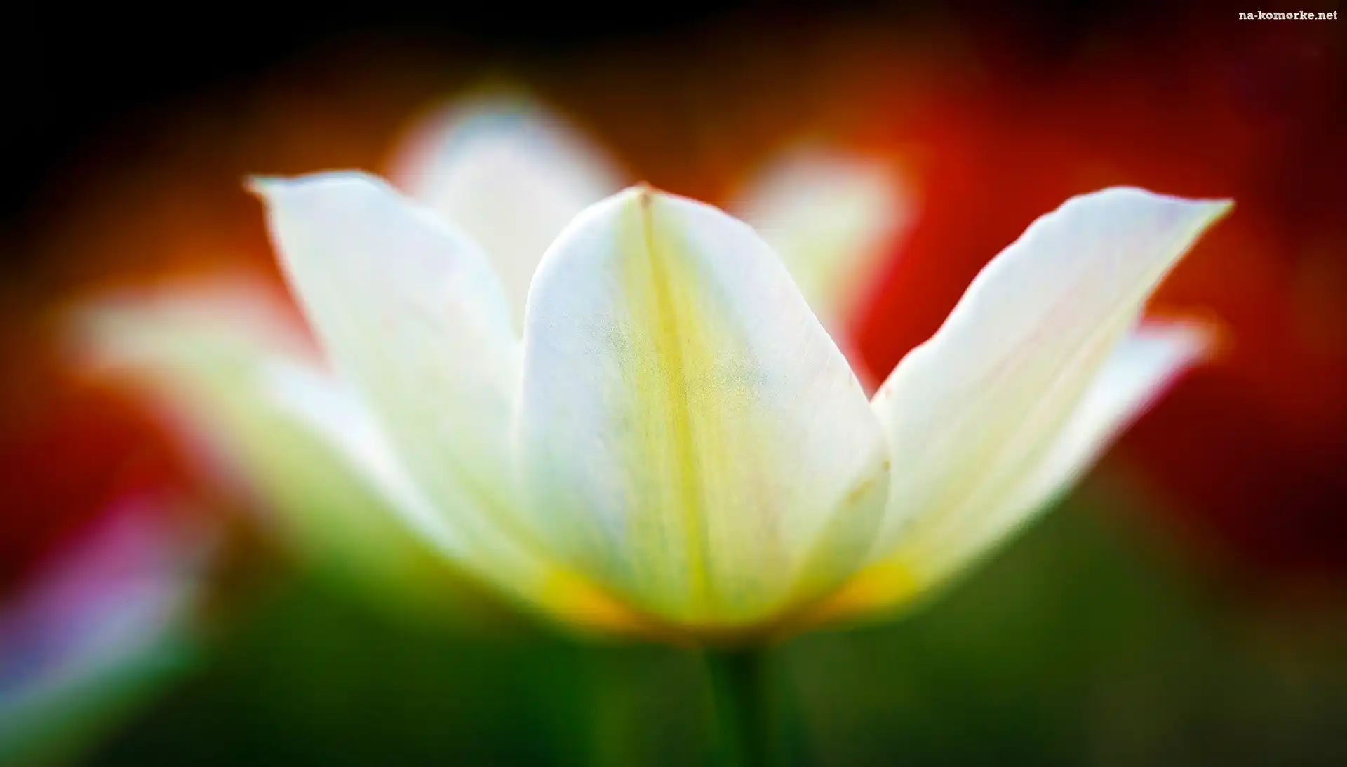 Biały, Rozkwitnięty, Tulipan
