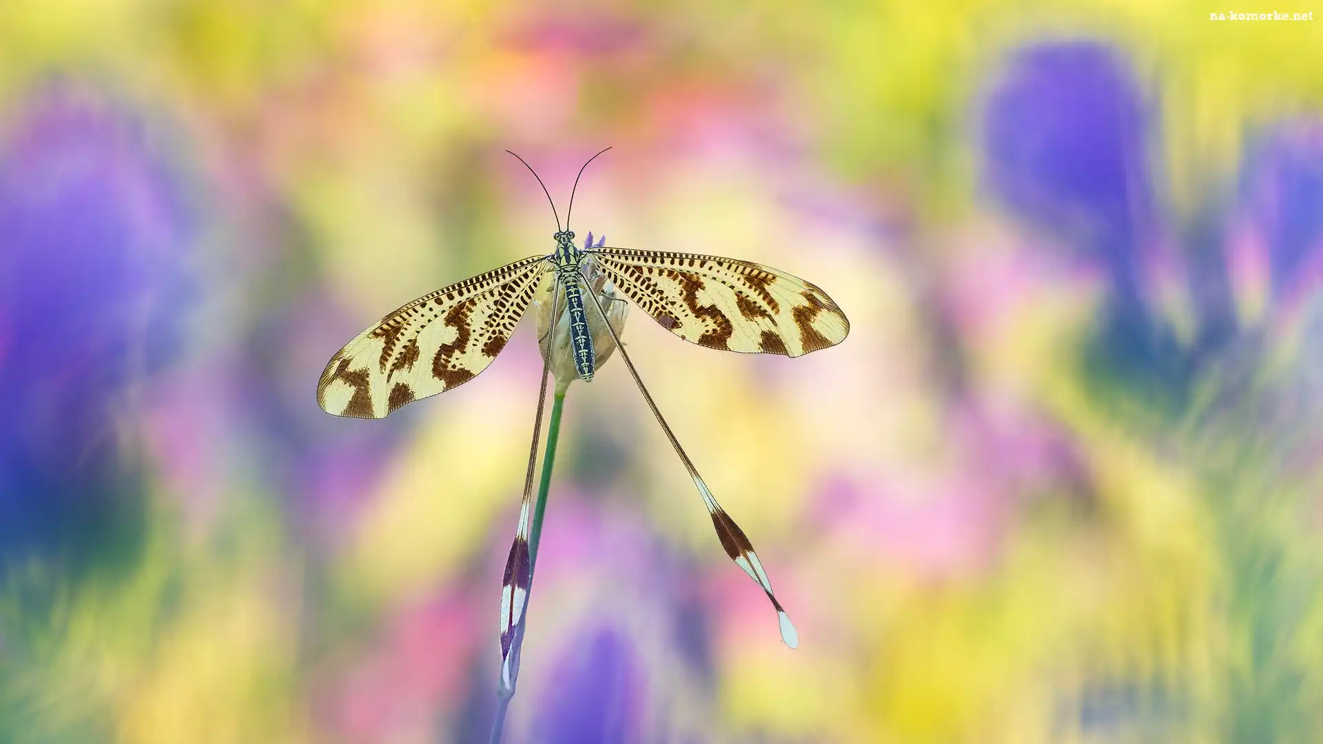 Nitkoskrzydlak, Rozmycie, Owad, Nemoptera bipennis