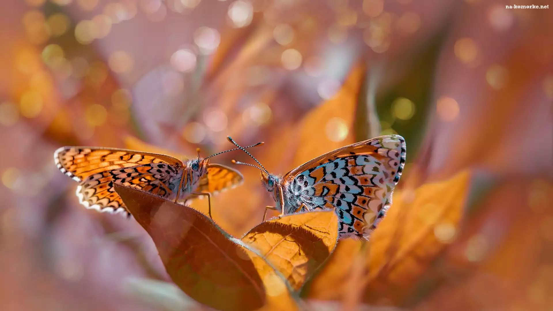 Dwa, Rozmyte, Tło, Motyle, Przeplatka didyma, Liście, Bokeh