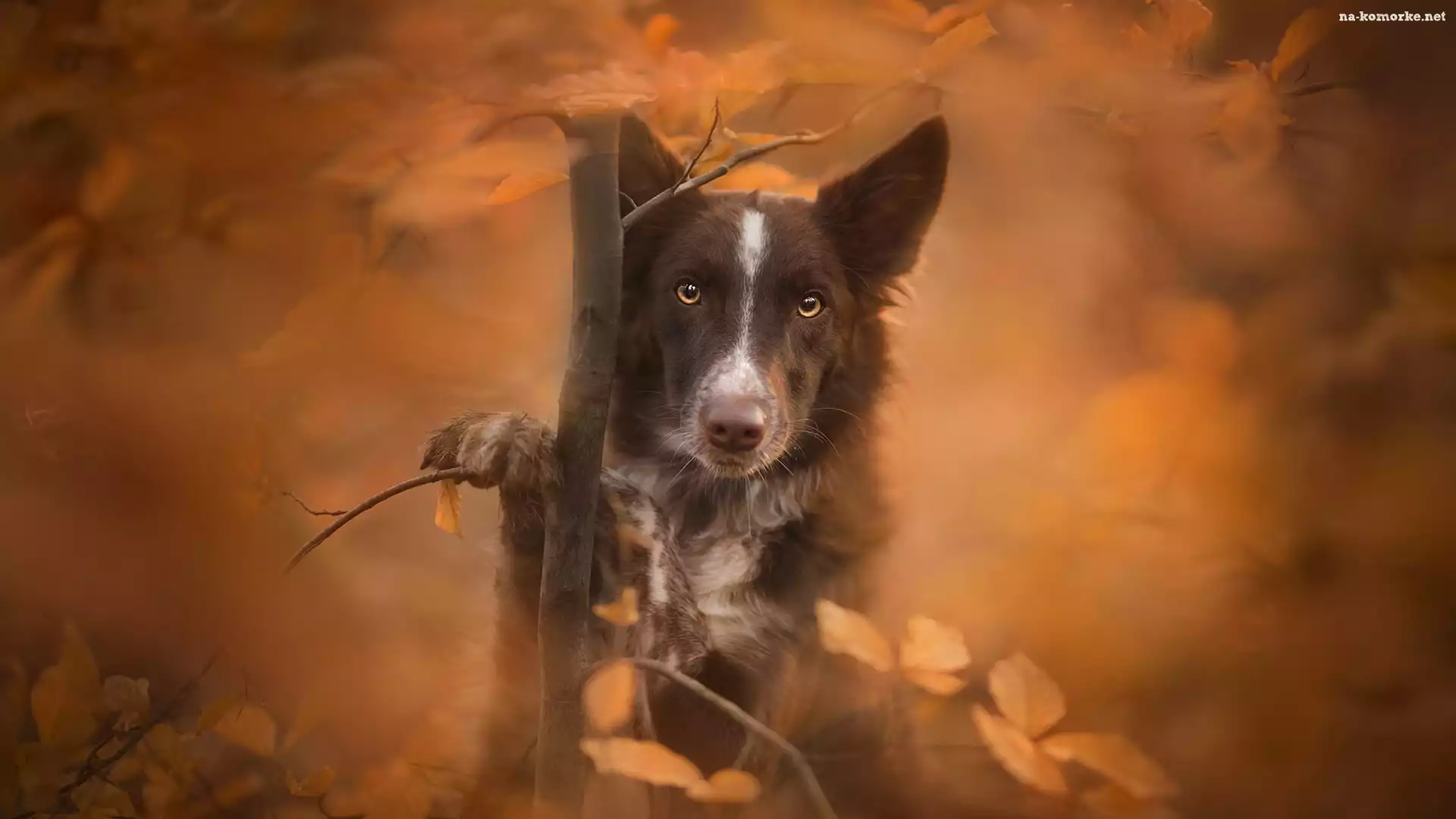 Pies, Rozmyte, Tło, Border collie, Mordka, Drzewko, Liście